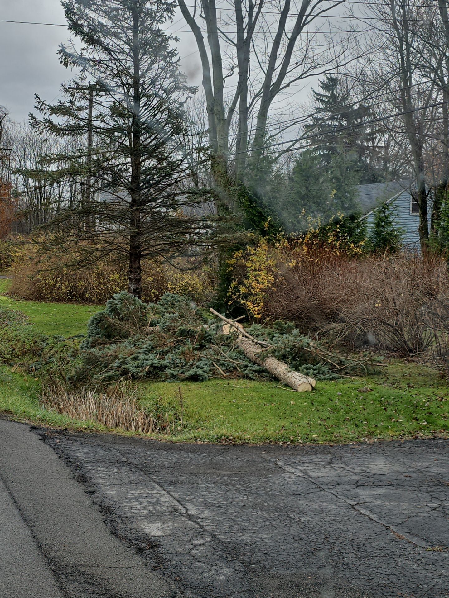 Tree Removal: Leave all (Economy Package) by Treeman Tom LLC