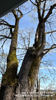 Arborist Assessment using Level 1 Visual Assessment