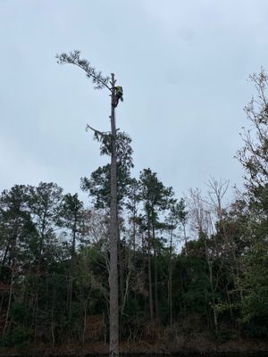 Deerwood Resident | Tree Removal