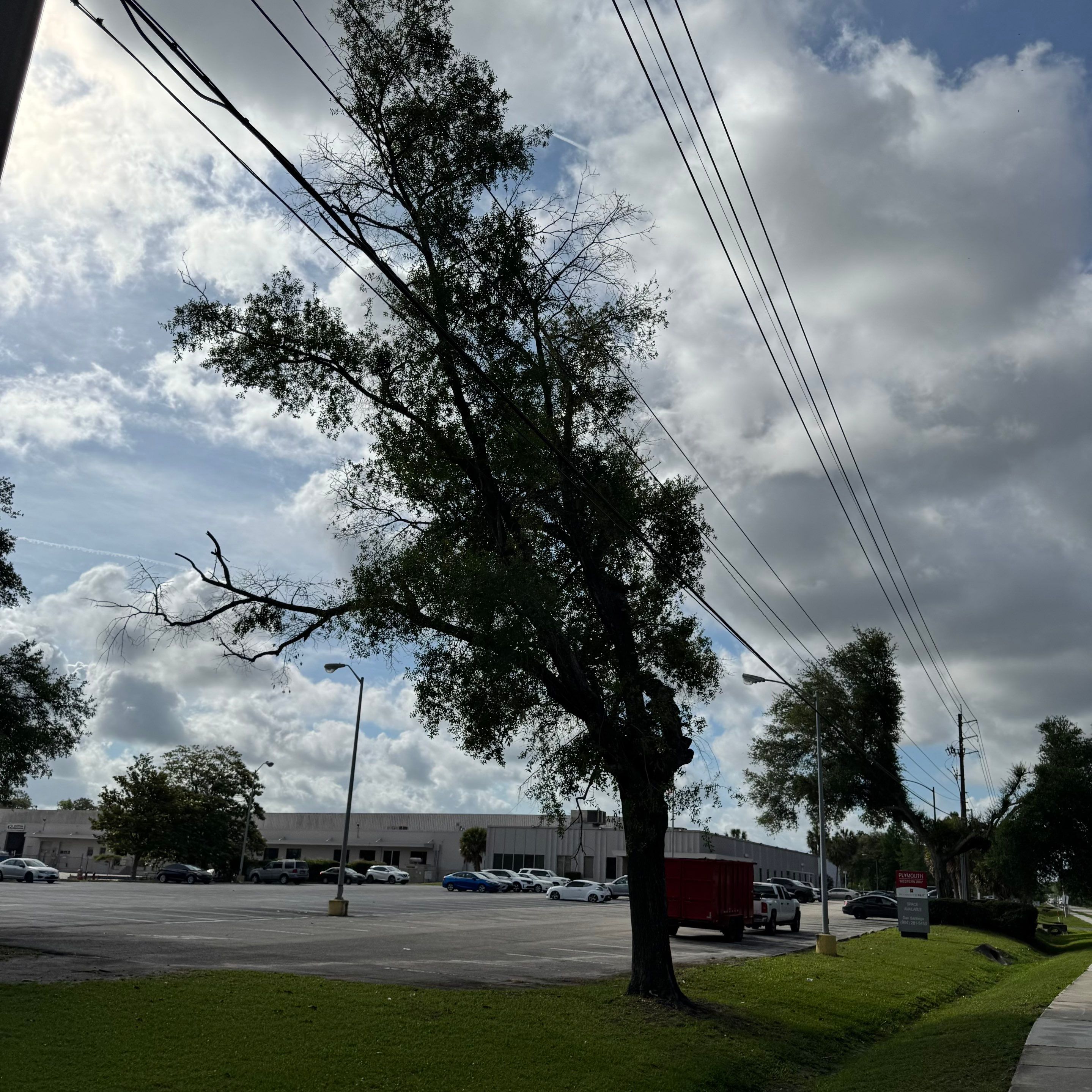 Commercial | Tree Removal by ProGreen Services