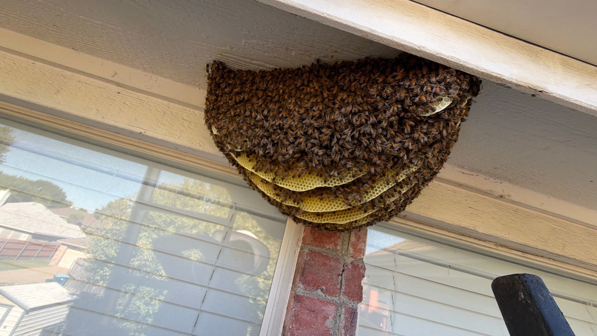 Open Air Colony in Rockwall, TX by Rockwall Honey Bee Company