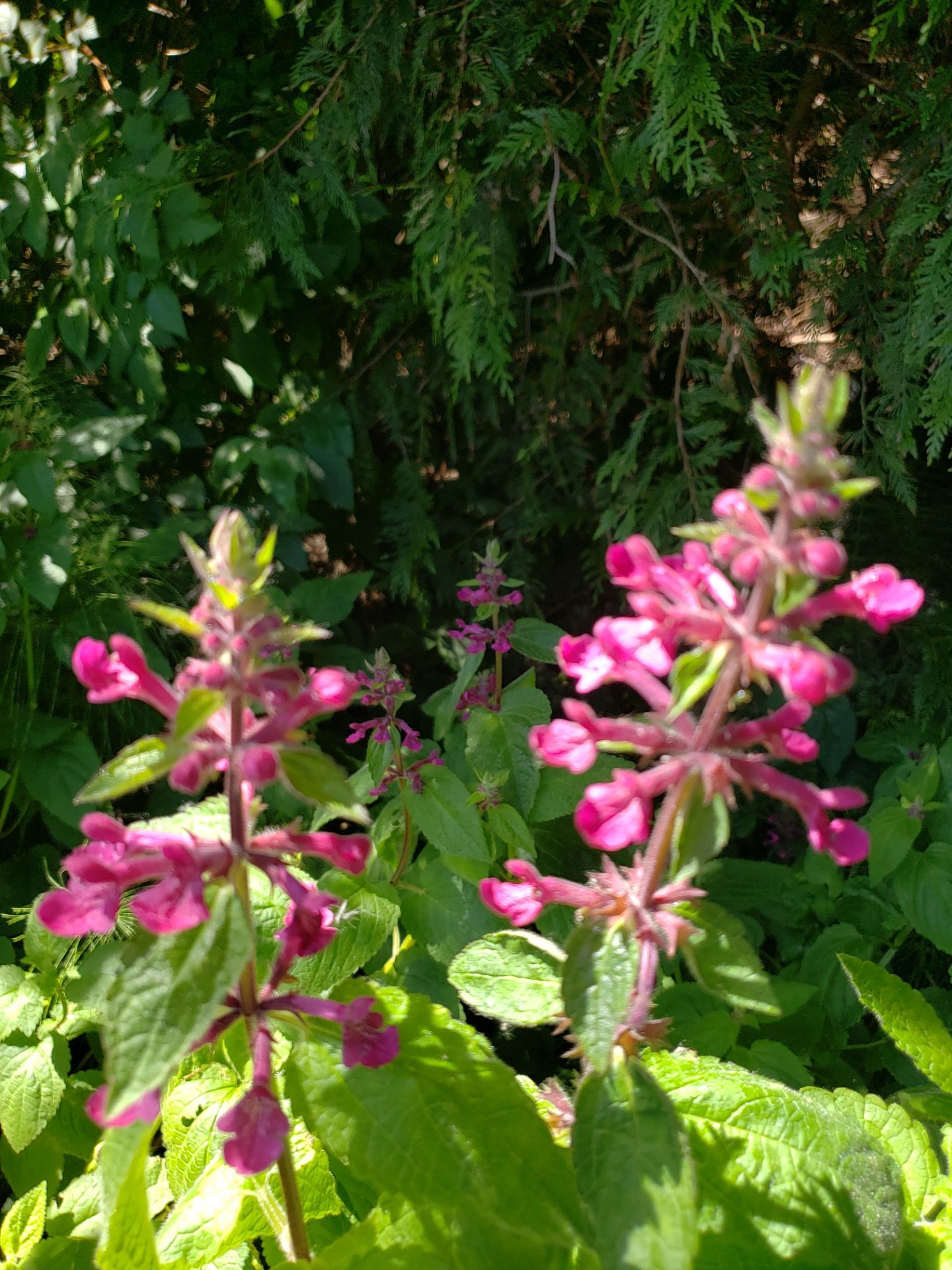 Island View - Ecological Restoration & Stewardship by Habanero Landscape Solutions