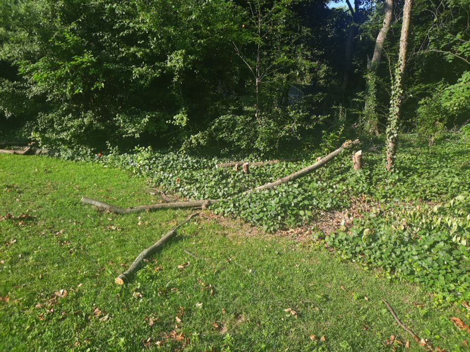 Tree Removal using Tree Removal by Mike Jones & Sons Tree Service LLC 