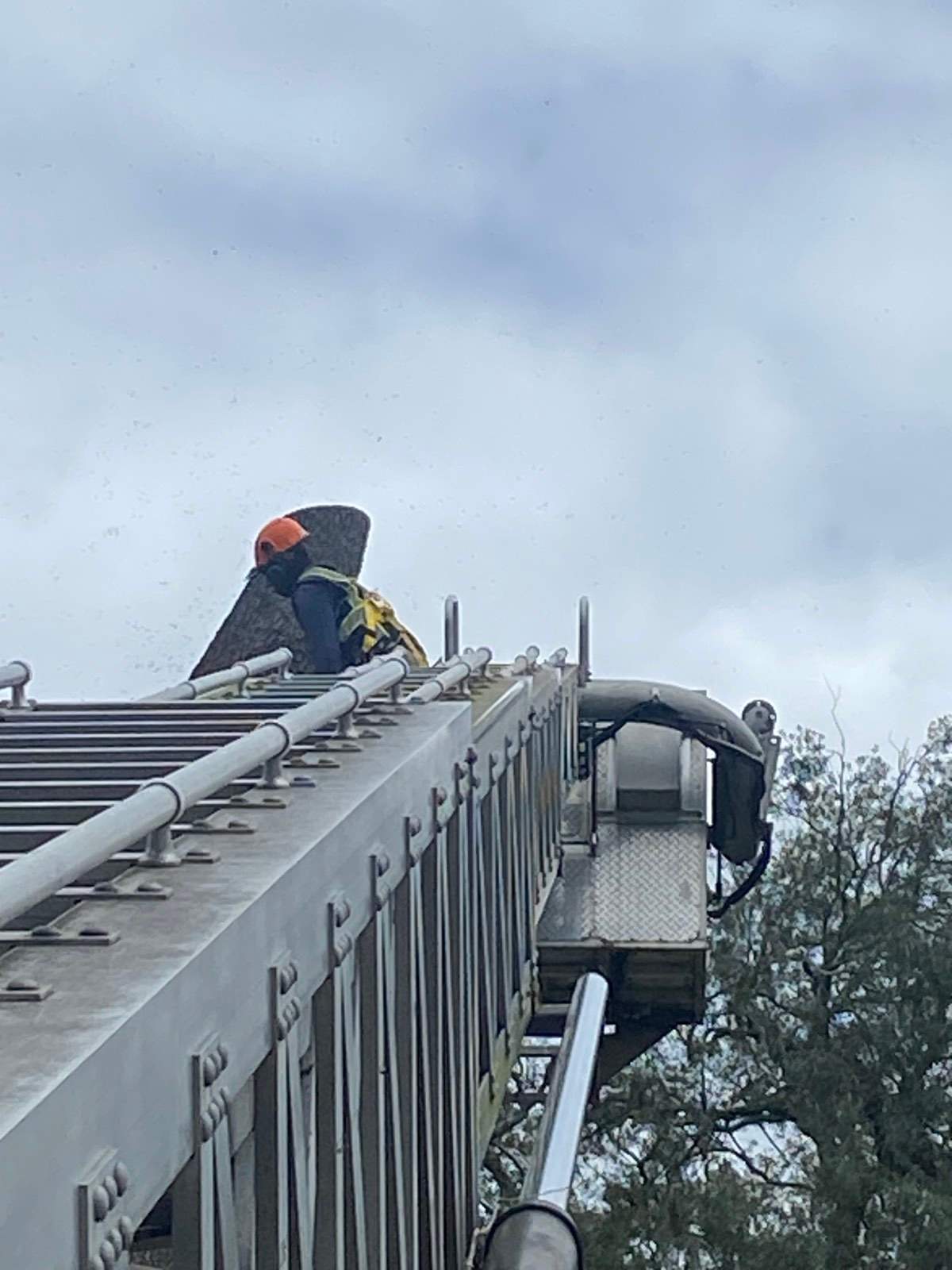 Tree Removal | Residential by ProGreen Services