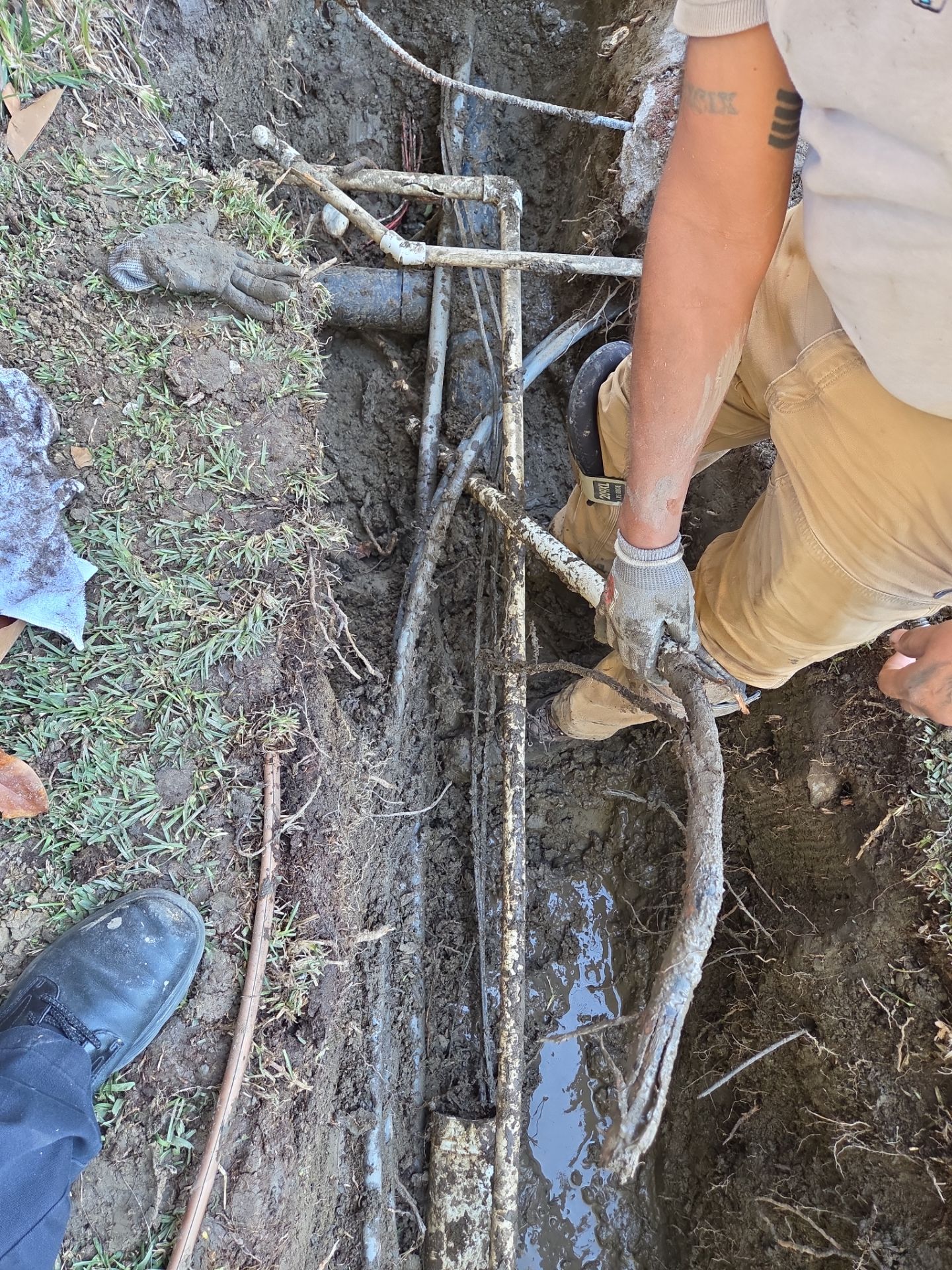 Area Drain Root Intrusion by Professional Plumbing Inc 