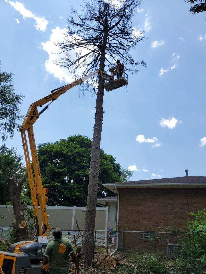 Tree Removal using Tree Removal by Mike Jones & Sons Tree Service LLC 