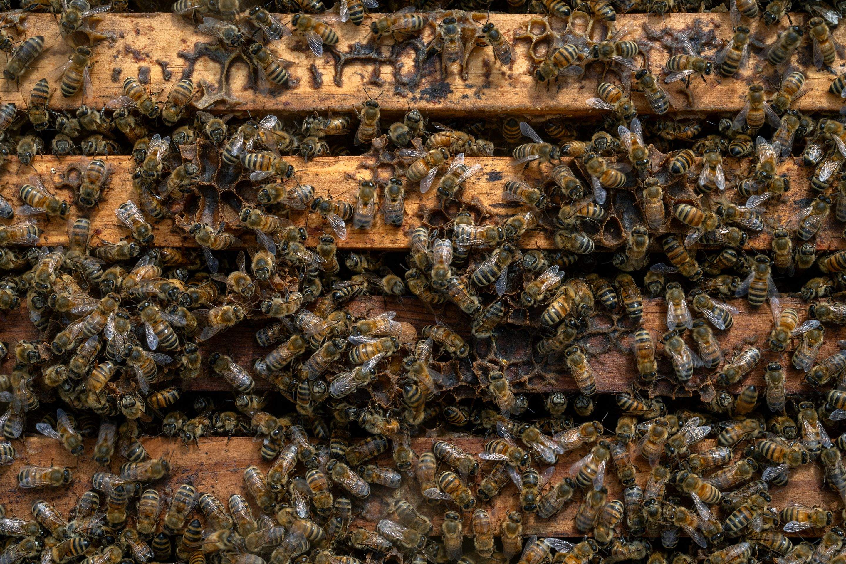 Splits in East Texas by Rockwall Honey Bee Company