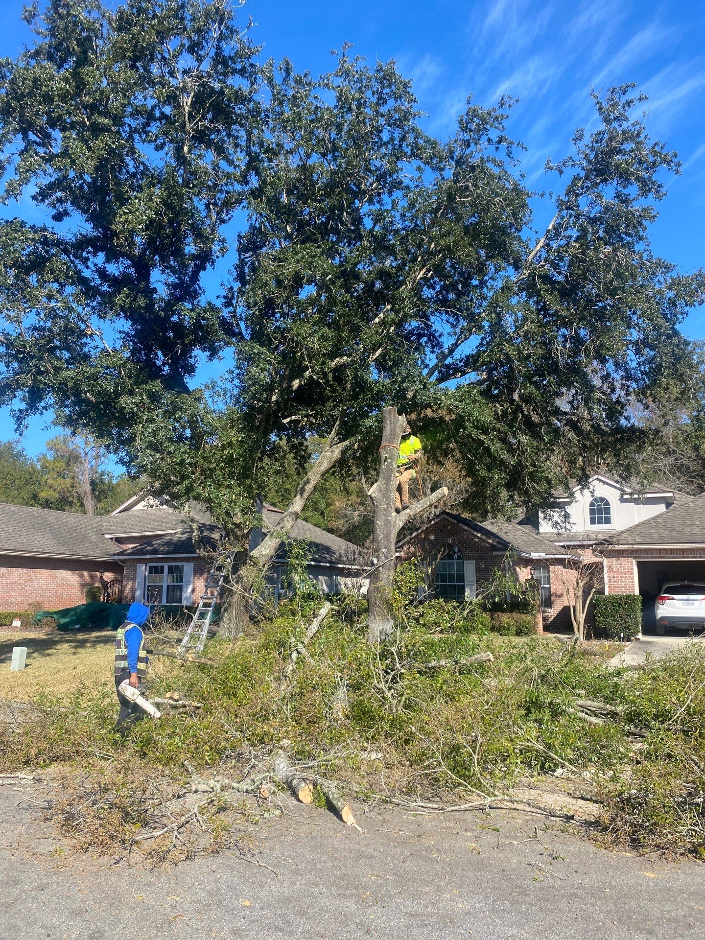 Residential | Tree Removal by ProGreen Services