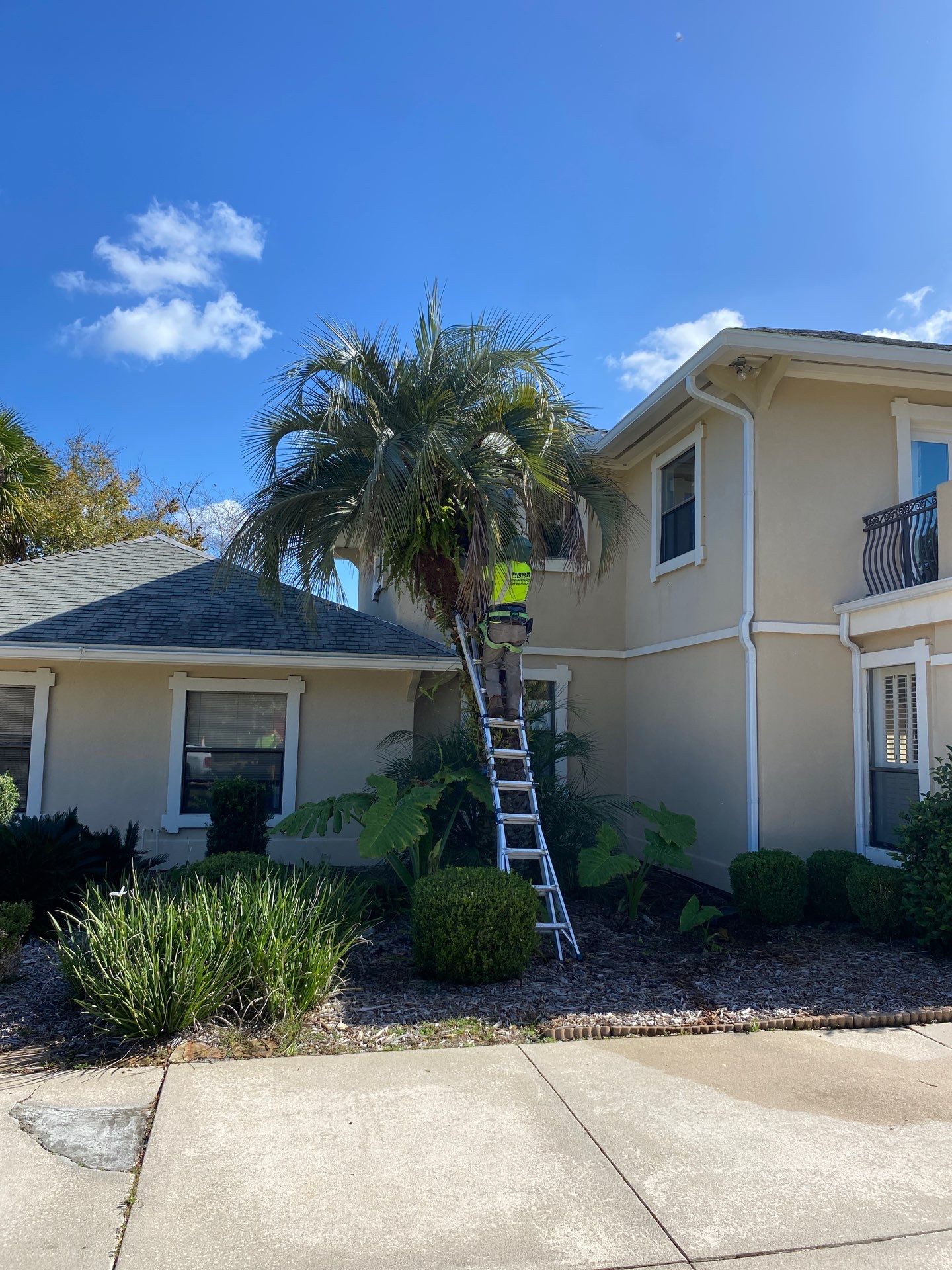 Deerwood Resident | Tree Removal & Palm Trimming by ProGreen Services
