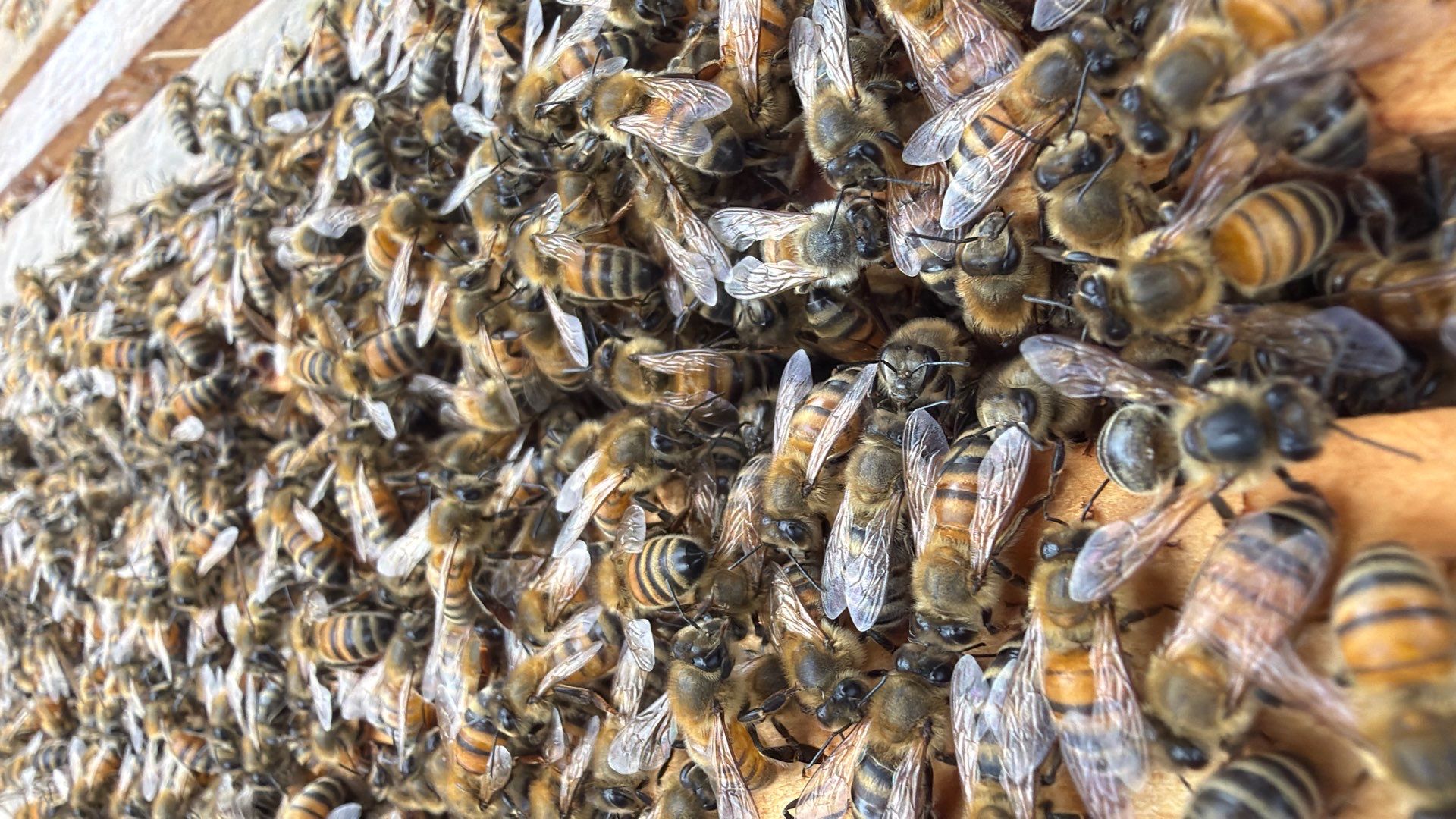 Platform Precious Population by Rockwall Honey Bee Company