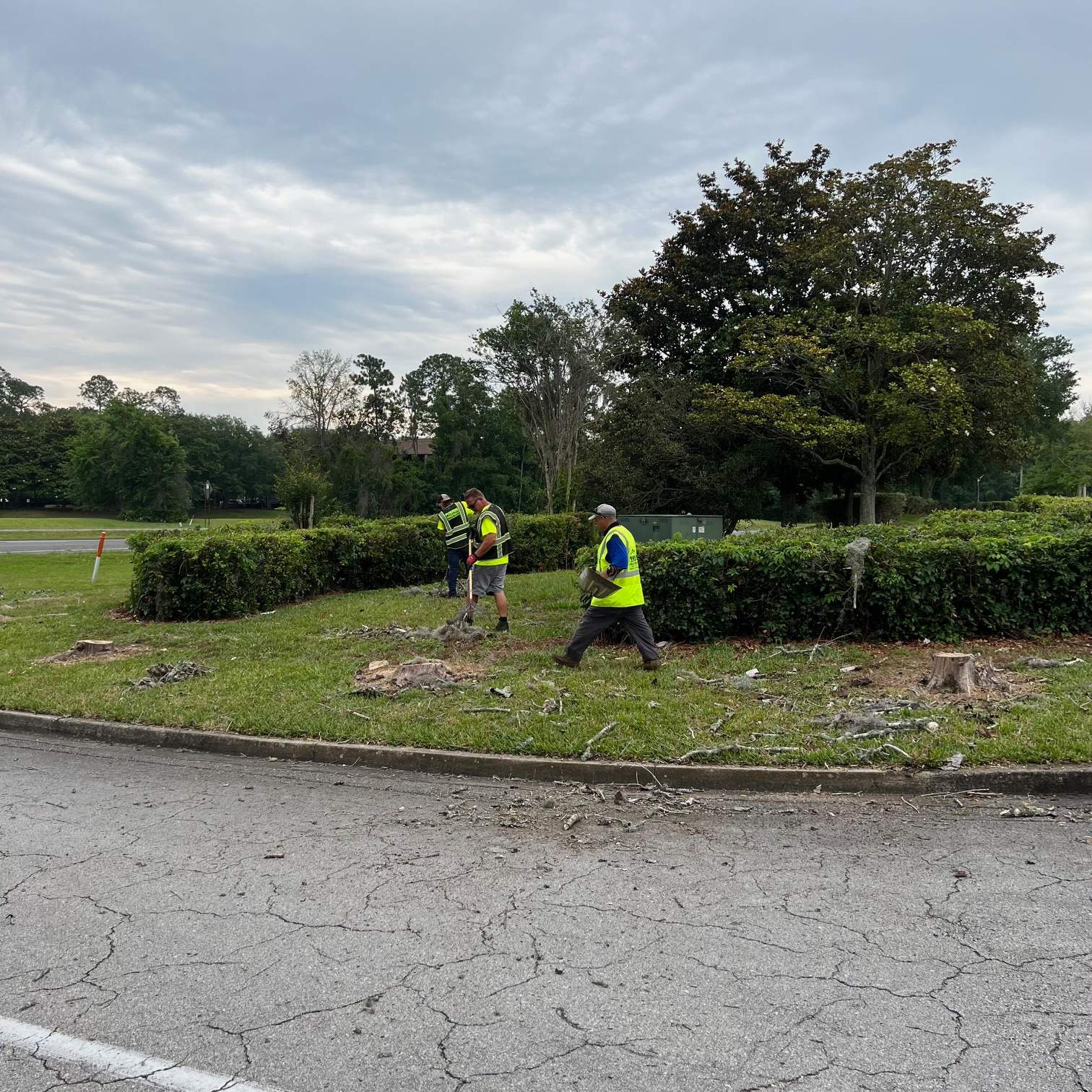 Tree Removal | Avenues Mall by ProGreen Services