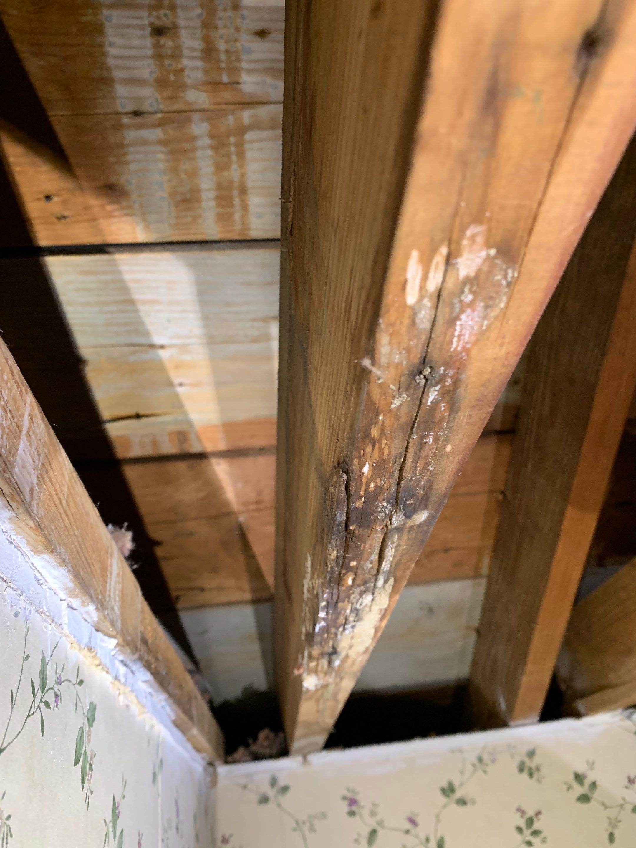 Interior Mold Remediation in Louisville, KY by ANR Restoration