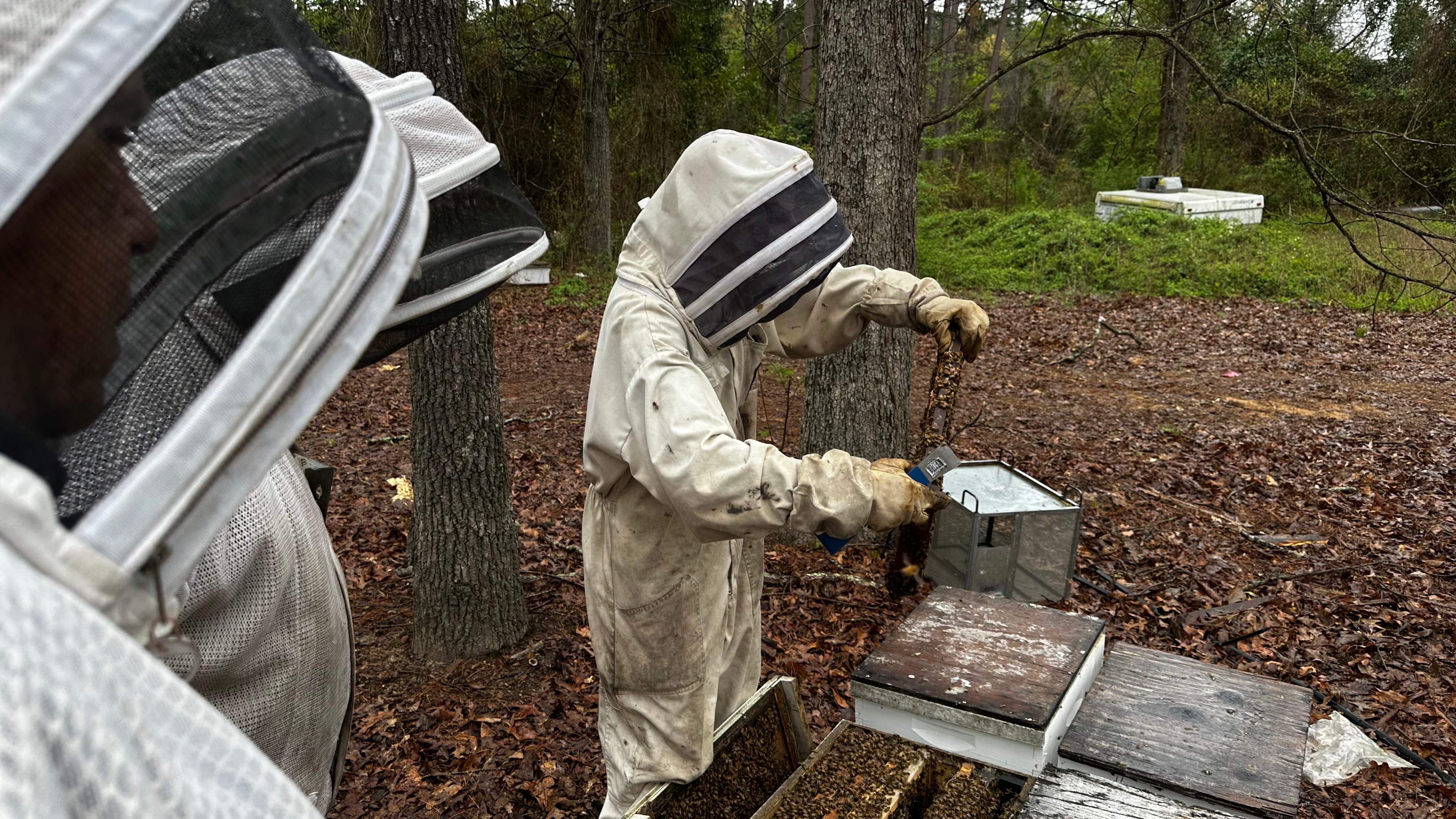 BeeGirl ETX HQ by Rockwall Honey Bee Company