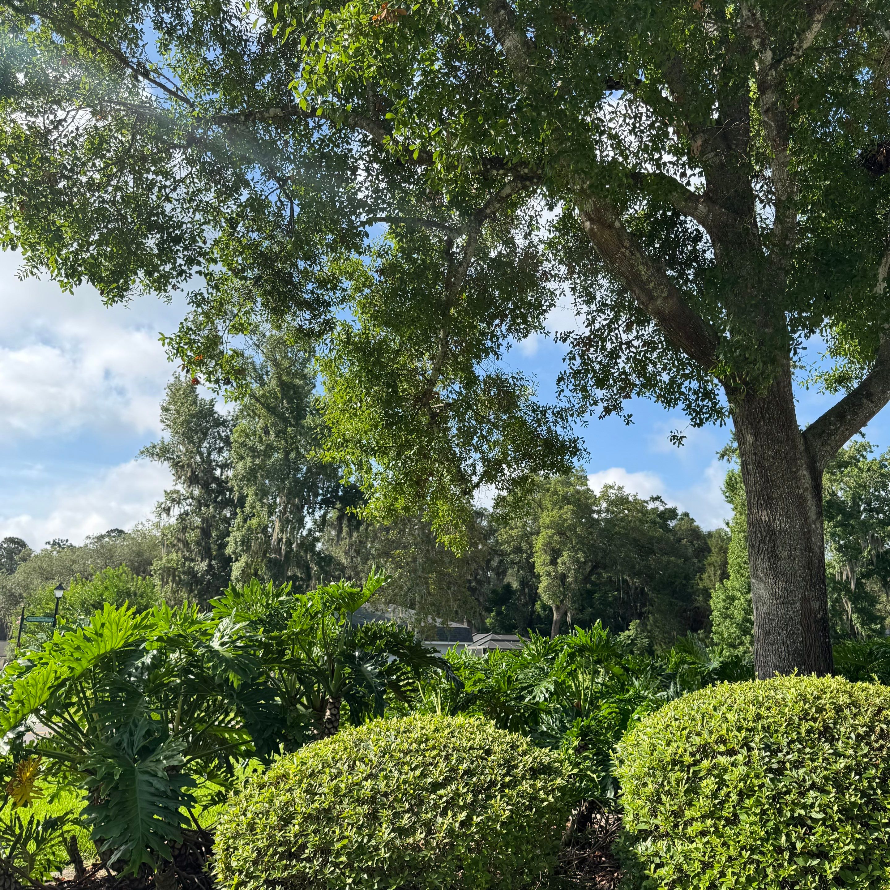 Deerwood Resident | Plant Install & Tree Work by ProGreen Services