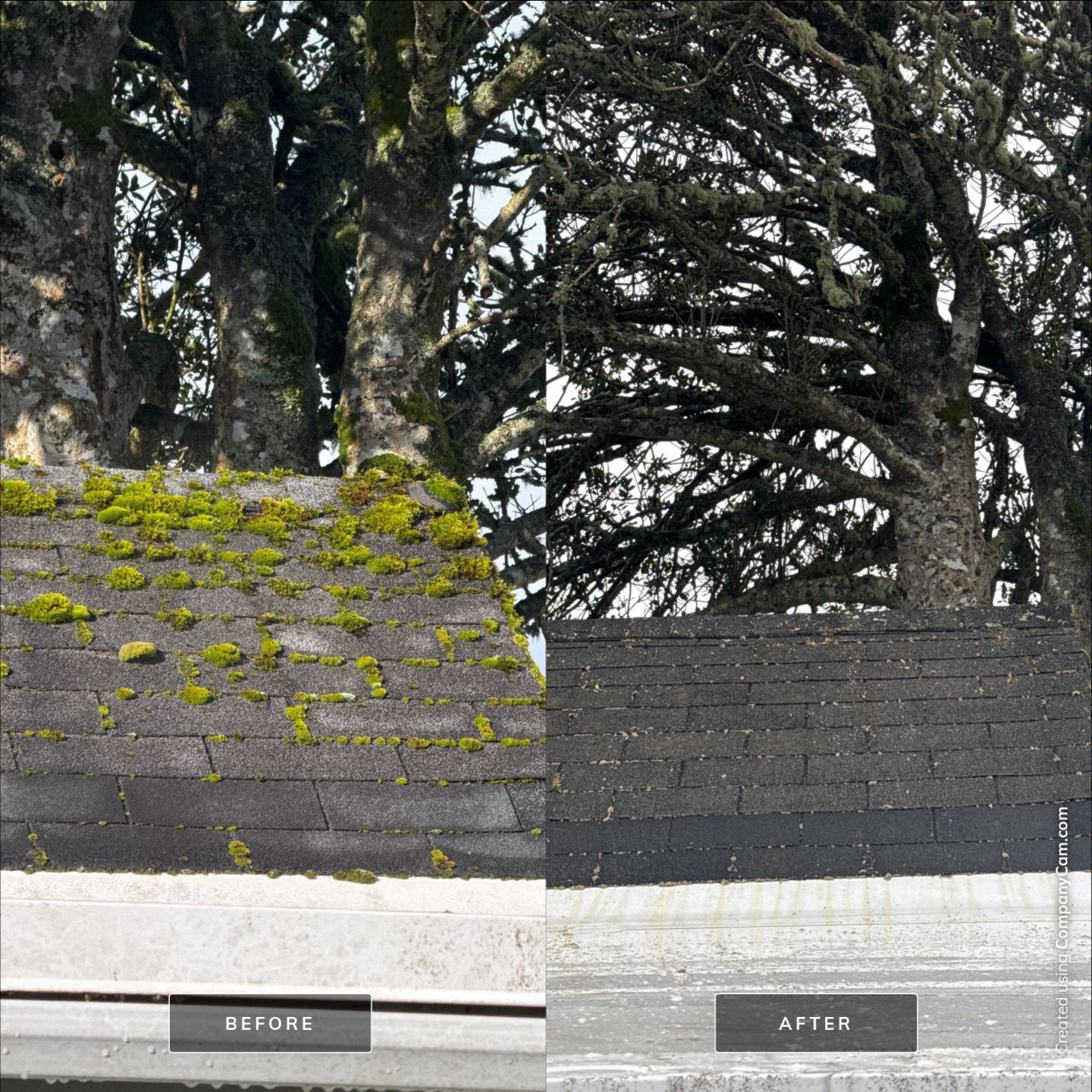 Roof Moss Eliminated - Hammond by Rolling Suds of Oregon Coast – Salem