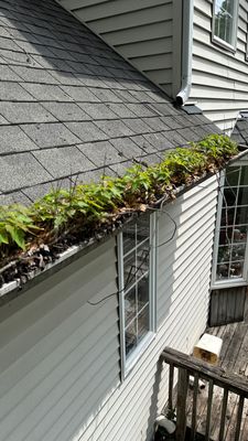 Turtle Shell gutter protection installation in Warrenville, IL 60555, photograph 28