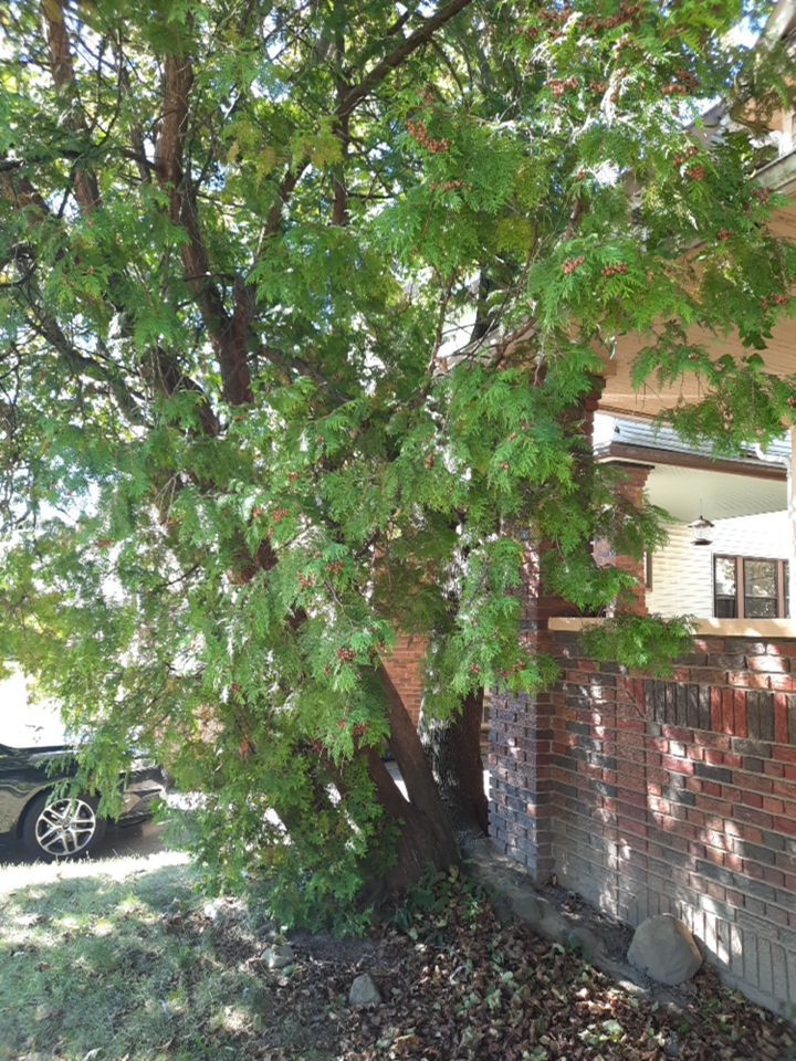 Tree Removal using Tree Removal by Mike Jones & Sons Tree Service LLC 