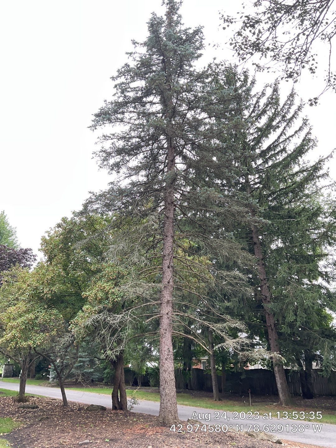 Tree Removal and Pruning by Treeman Tom LLC