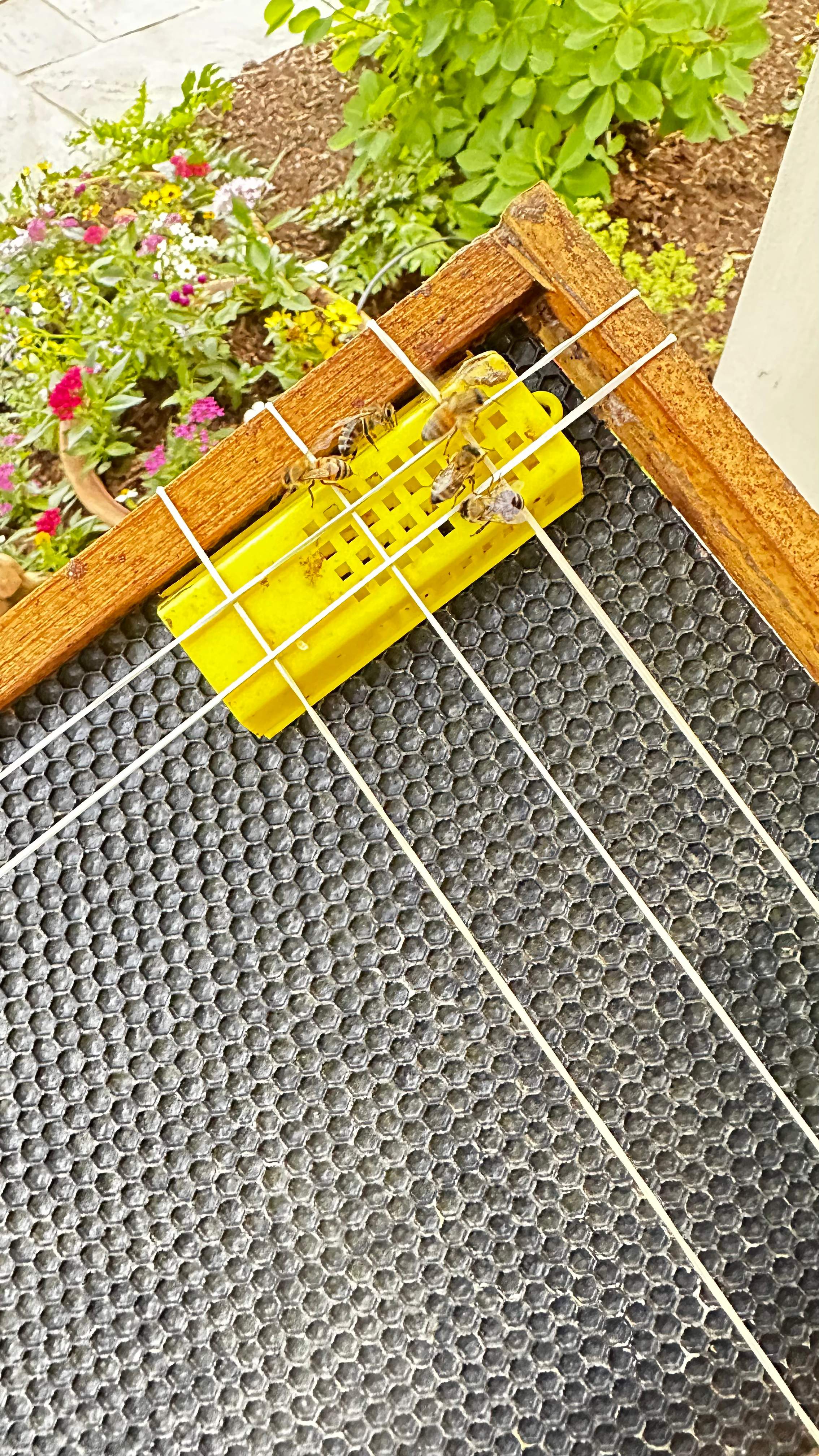 Column Bees by Rockwall Honey Bee Company