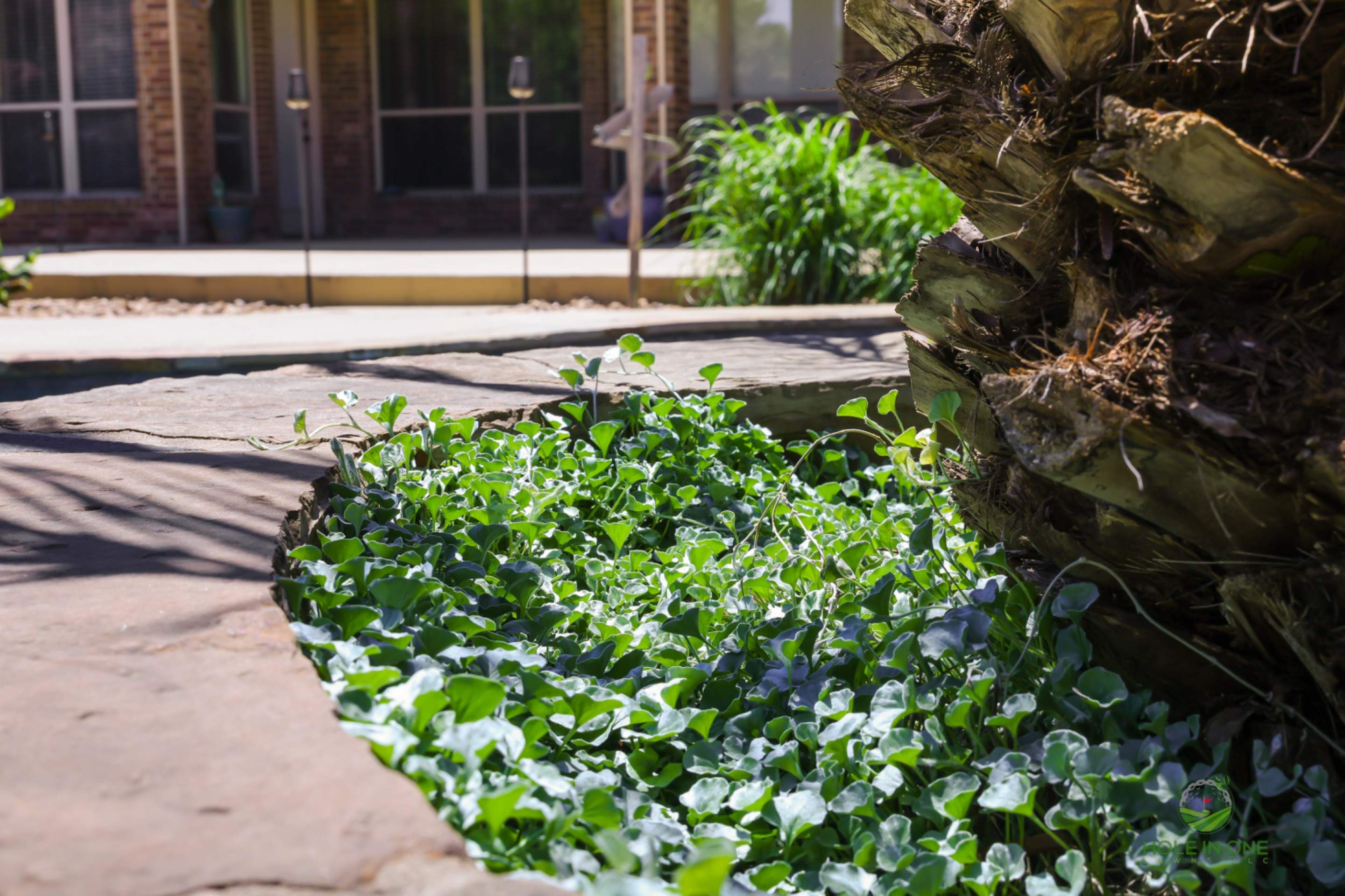 Belgard Paver Walkway, Rock Beds & Wax Myrtles | Far West Side, San Antonio TX by Hole In One Lawns, LLC