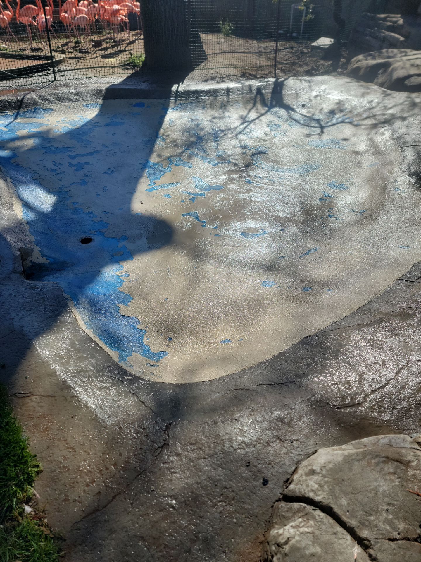 Charles Paddock Zoo Flamingo Pond by MGP Coatings