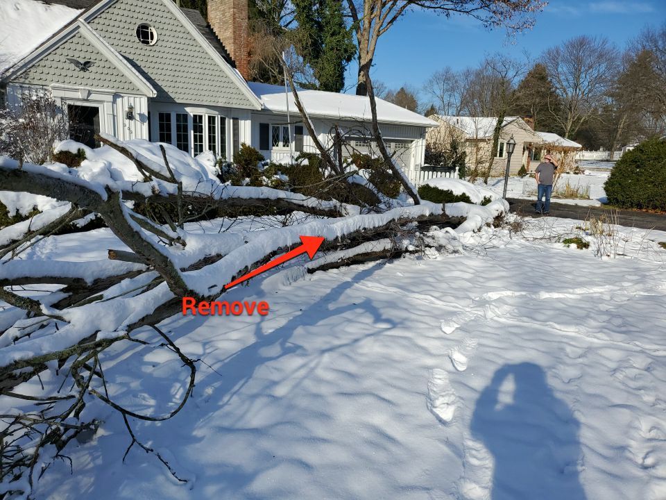 Tree Removal using Tree Removal by Mike Jones & Sons Tree Service LLC 