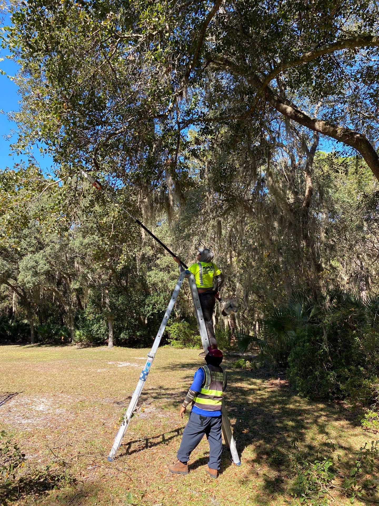 Deerwood Residence | Tree Work by ProGreen Services