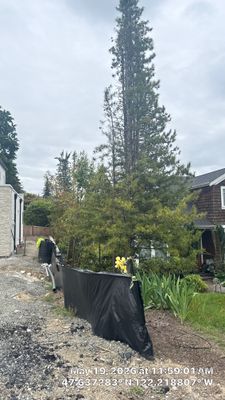 Construction Impact Assessment and Tree Evaluation in Clyde Hill