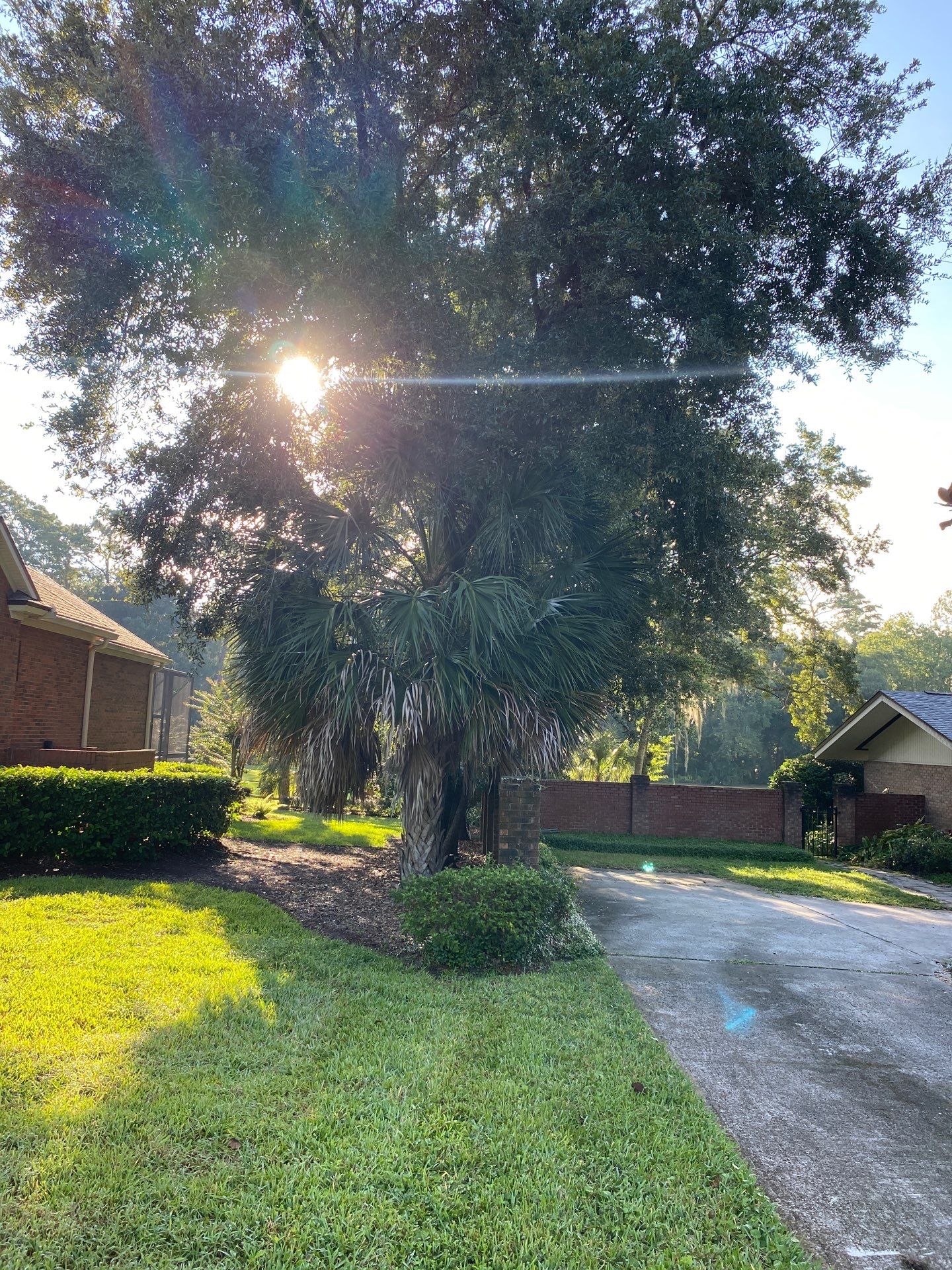 Deerwood Residence | Palm Tree Trimming by ProGreen Services