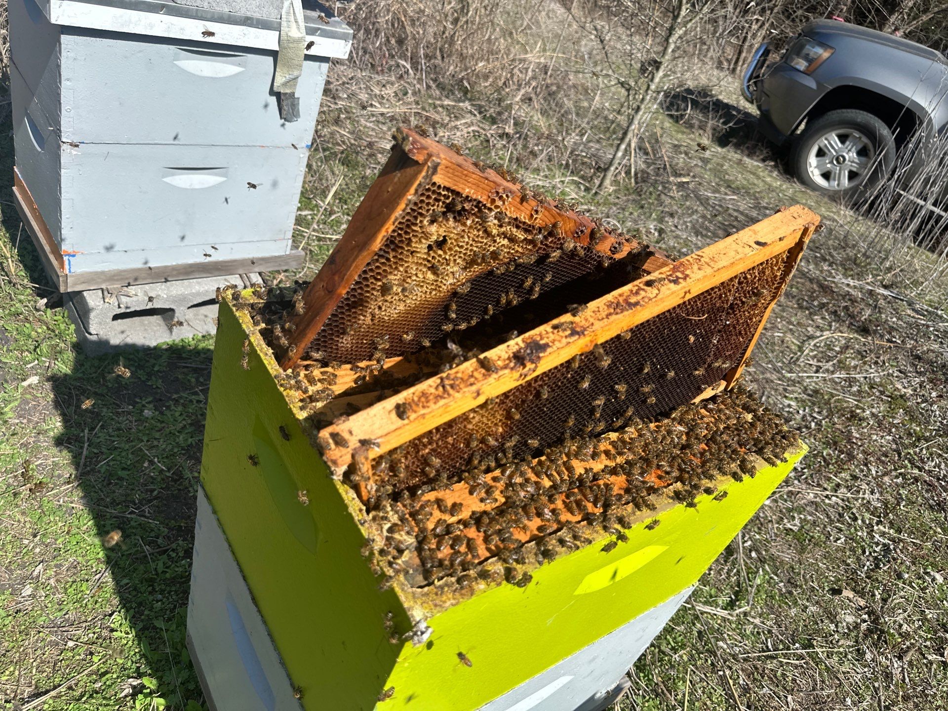 Ag. Exemption in Fate, TX by Rockwall Honey Bee Company