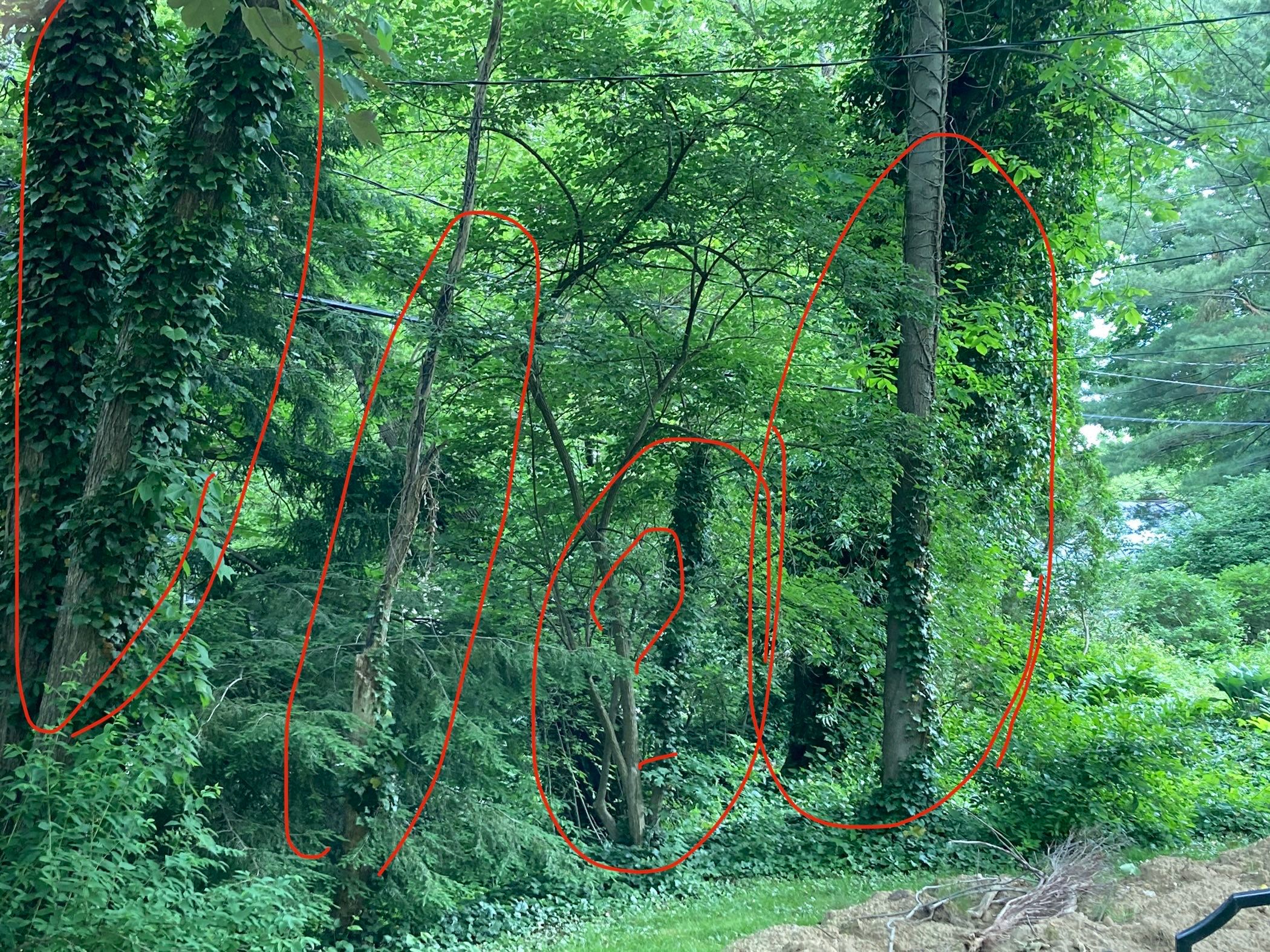 Tree Removal using Tree Removal by Mike Jones & Sons Tree Service LLC 