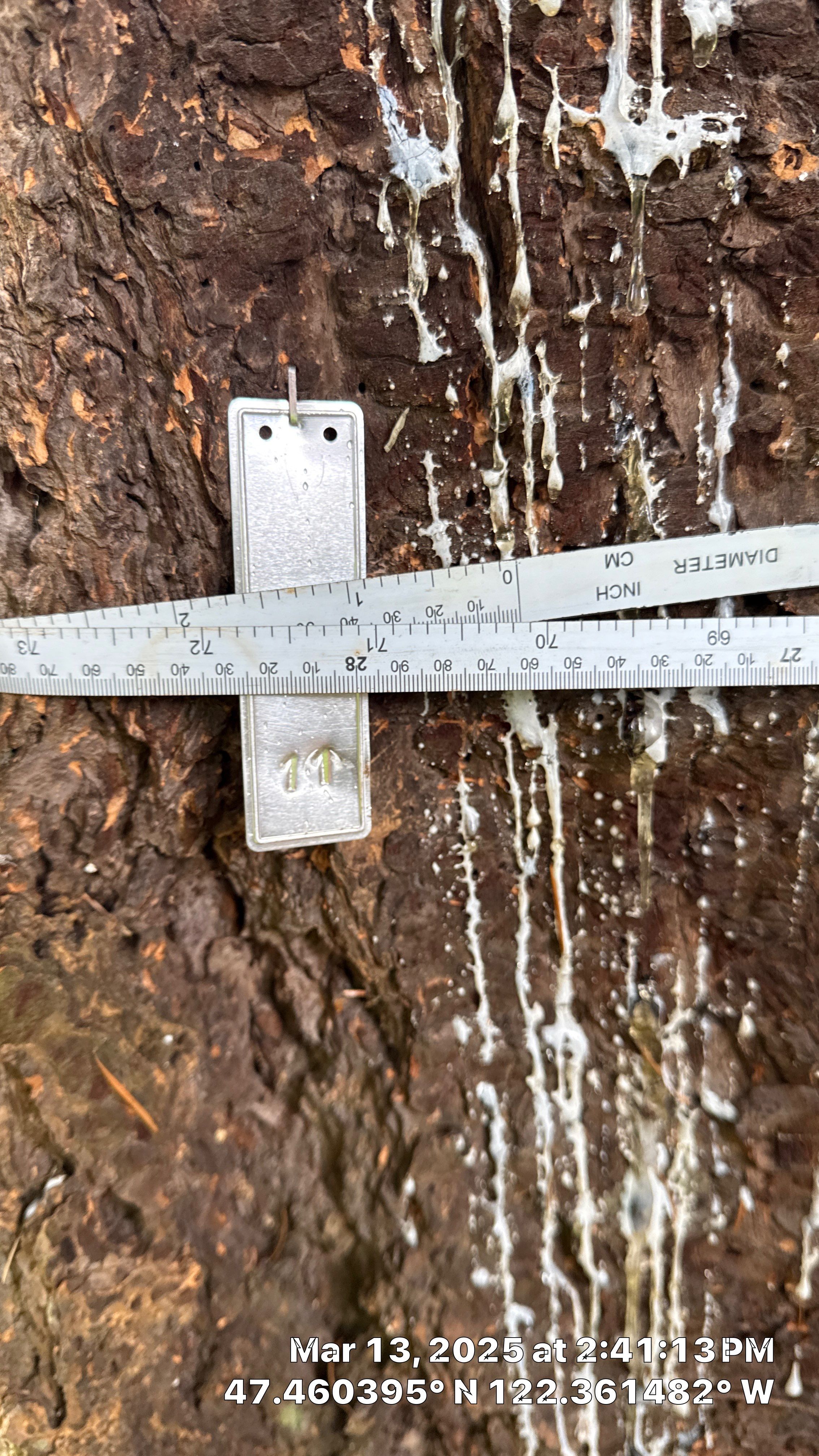 π Arborist Reporting & Tree Surveying β Code Compliance Project by Sound Tree Care LLC
