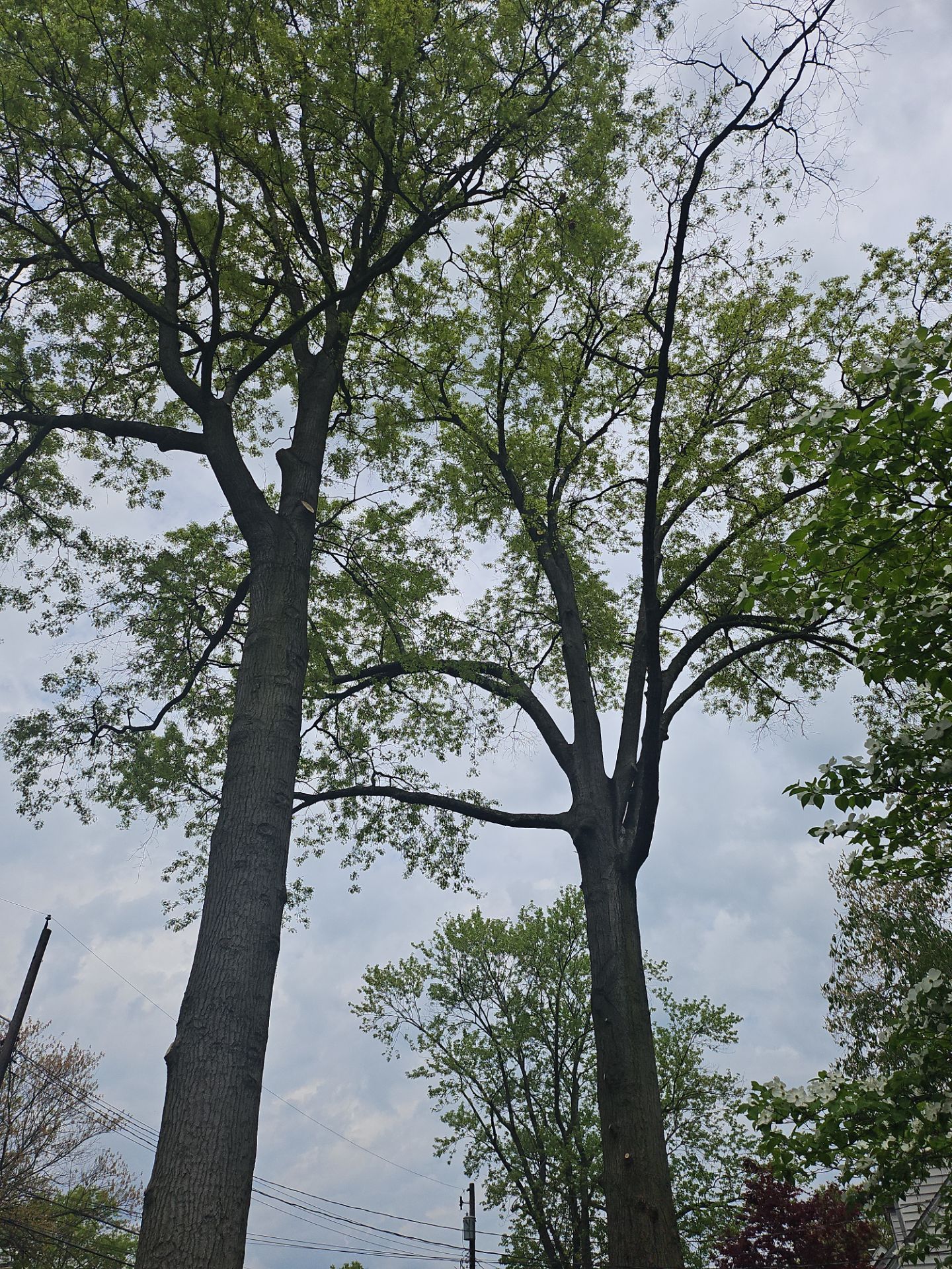 Tree Trimming using Tree Pruing by Mike Jones & Sons Tree Service LLC 