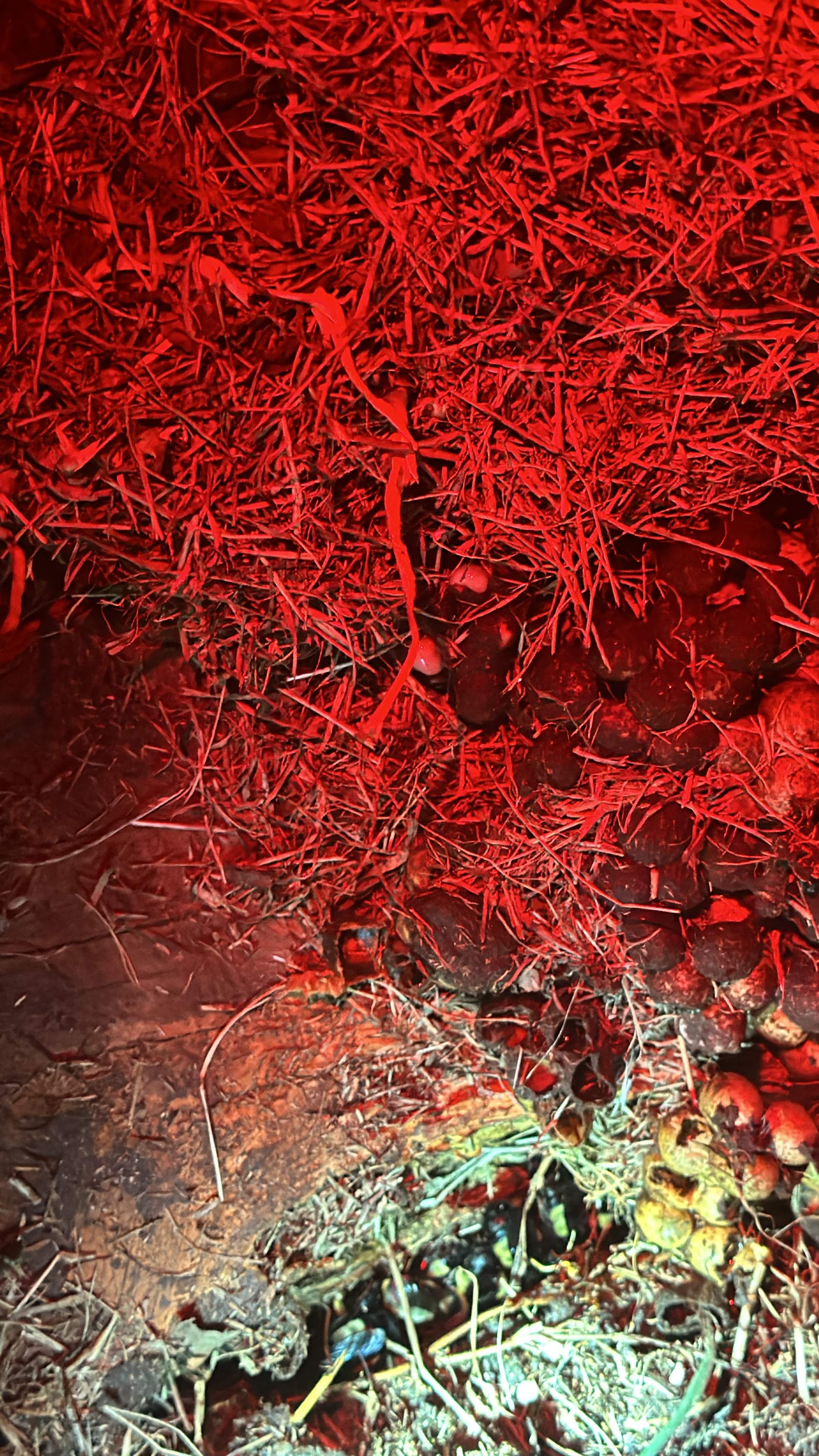 Bumblebees! by Rockwall Honey Bee Company