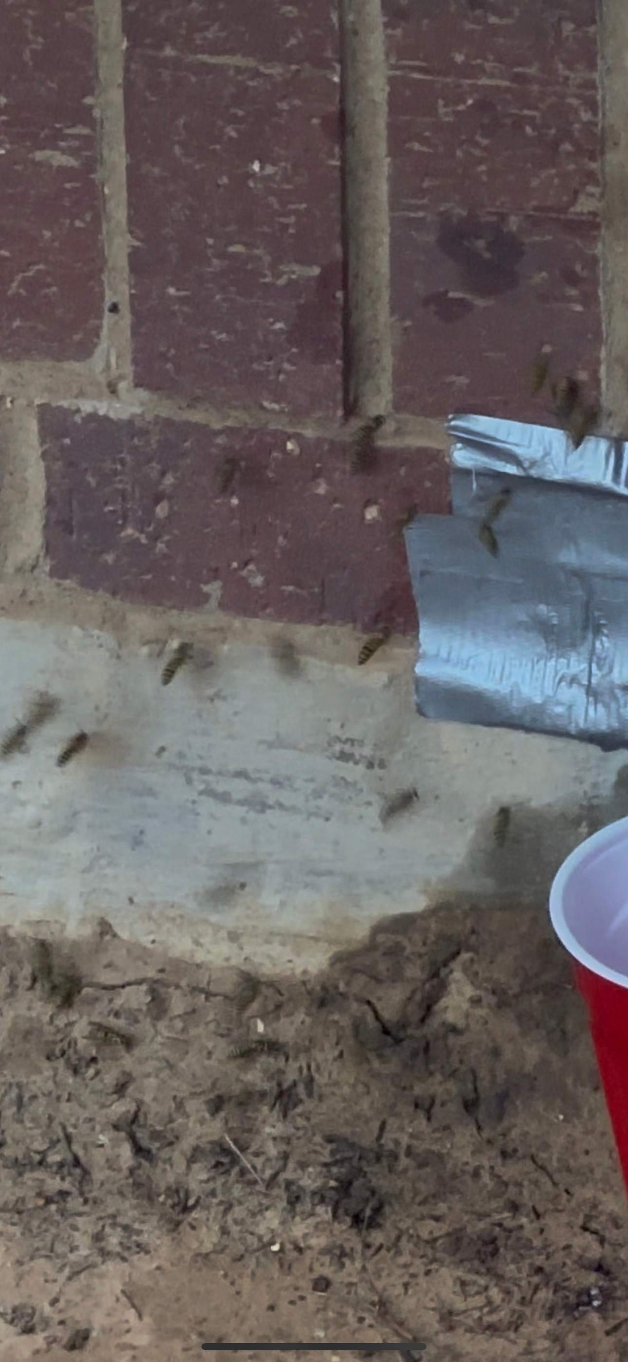 Red Light Attic by Rockwall Honey Bee Company