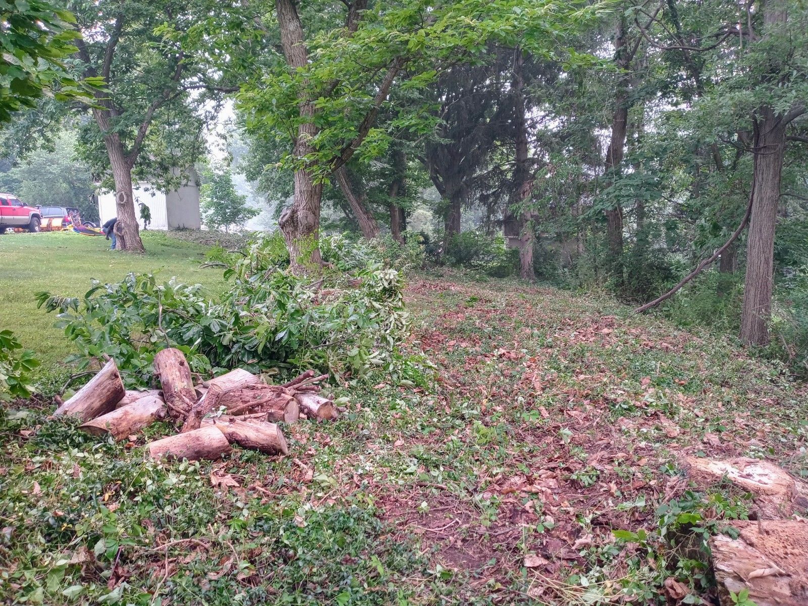 Tree Removal using Tree Removal by Mike Jones & Sons Tree Service LLC 