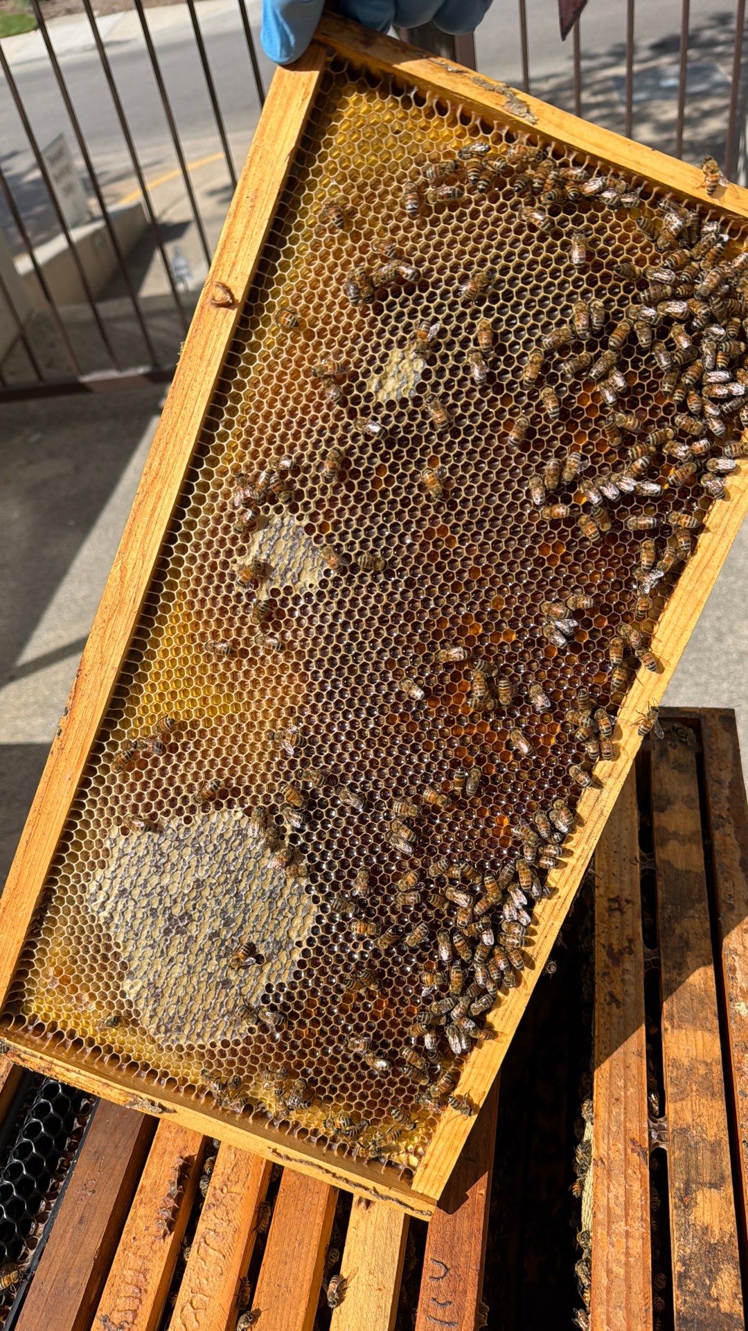 Happy Parking Lot Bee Hive by Rockwall Honey Bee Company