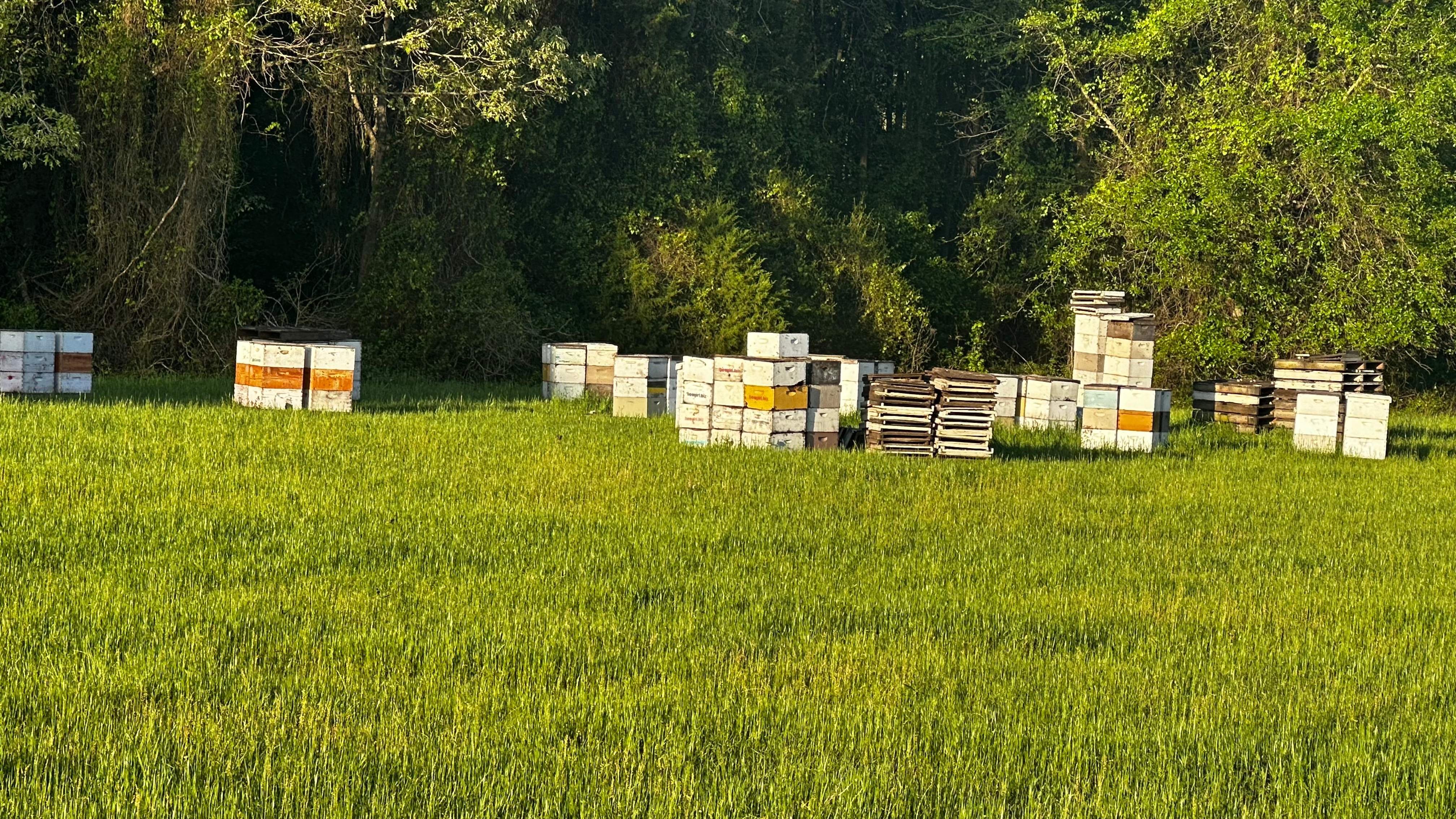 Traylor's Hay Meadow Apiary by Rockwall Honey Bee Company