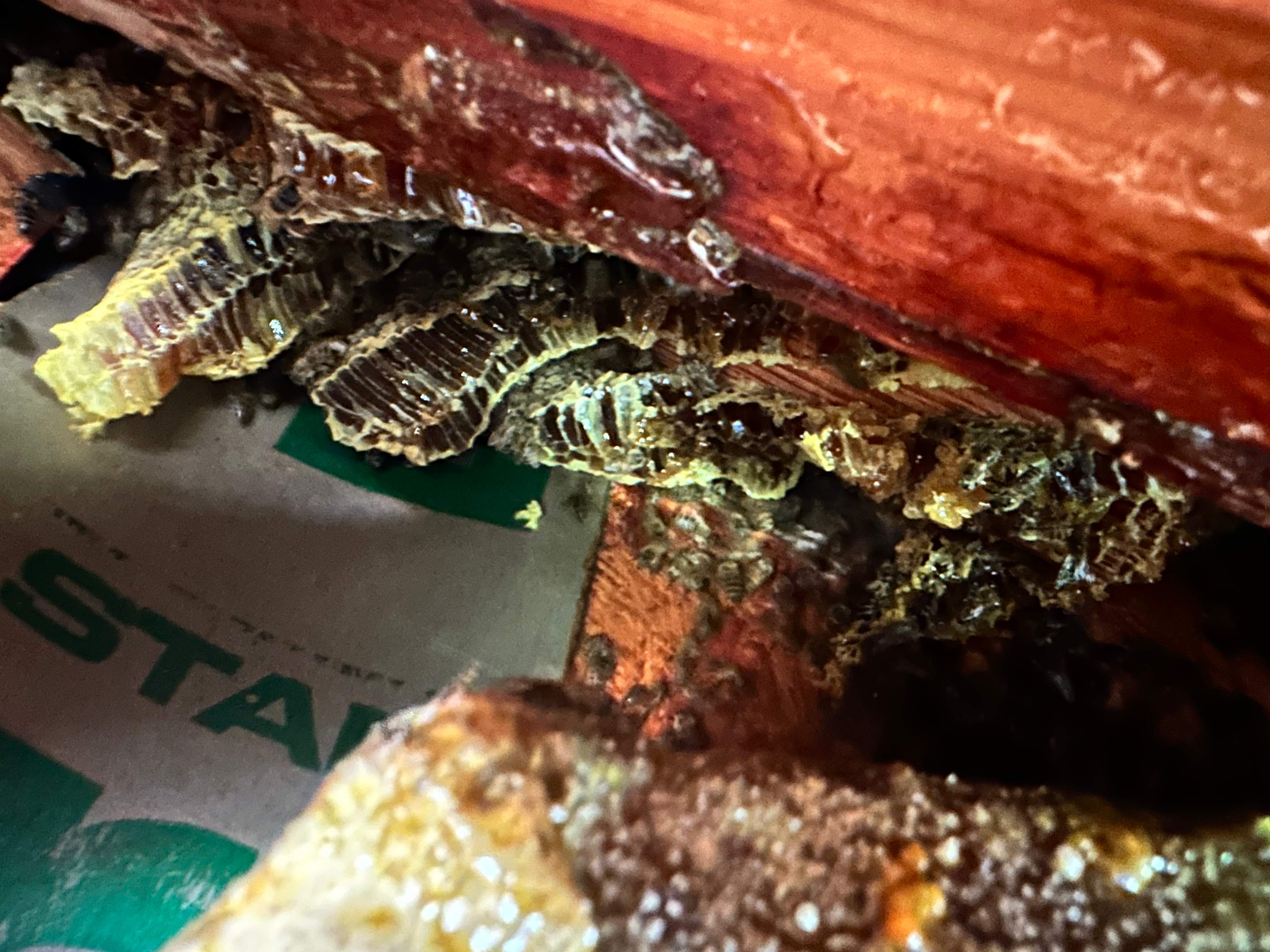 High Bees by Rockwall Honey Bee Company