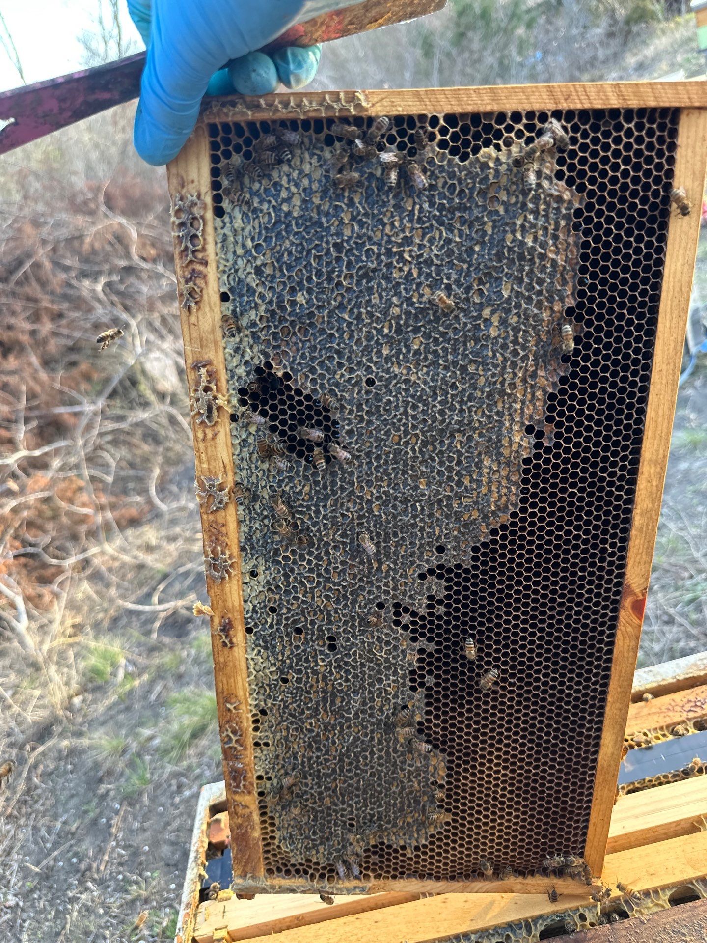 Rockwall County Ag. Exemption by Rockwall Honey Bee Company