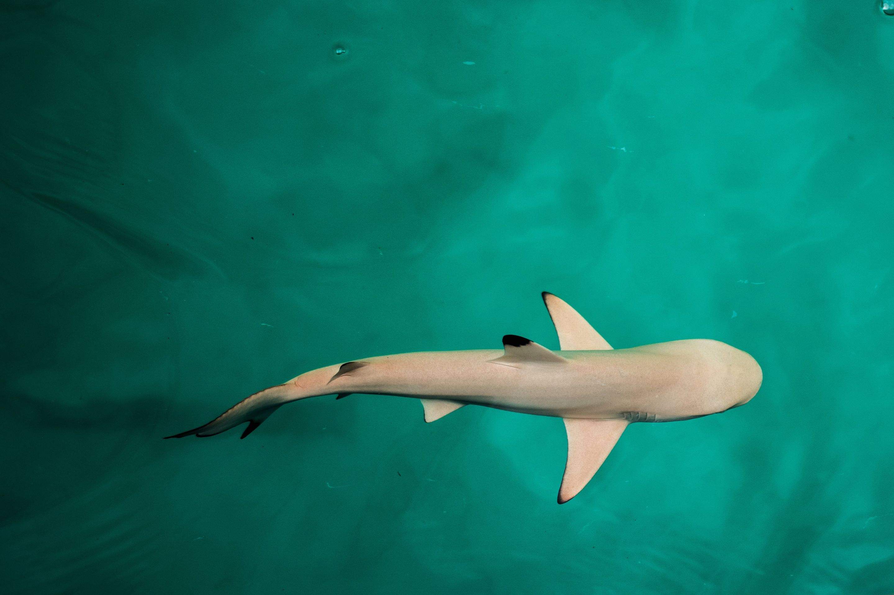 Sharks!!! by CompanyCam
