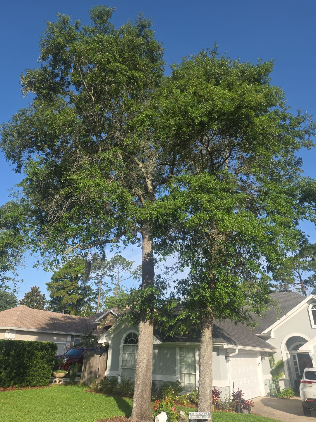 Deerwood Resident | Tree Trimming by ProGreen Services