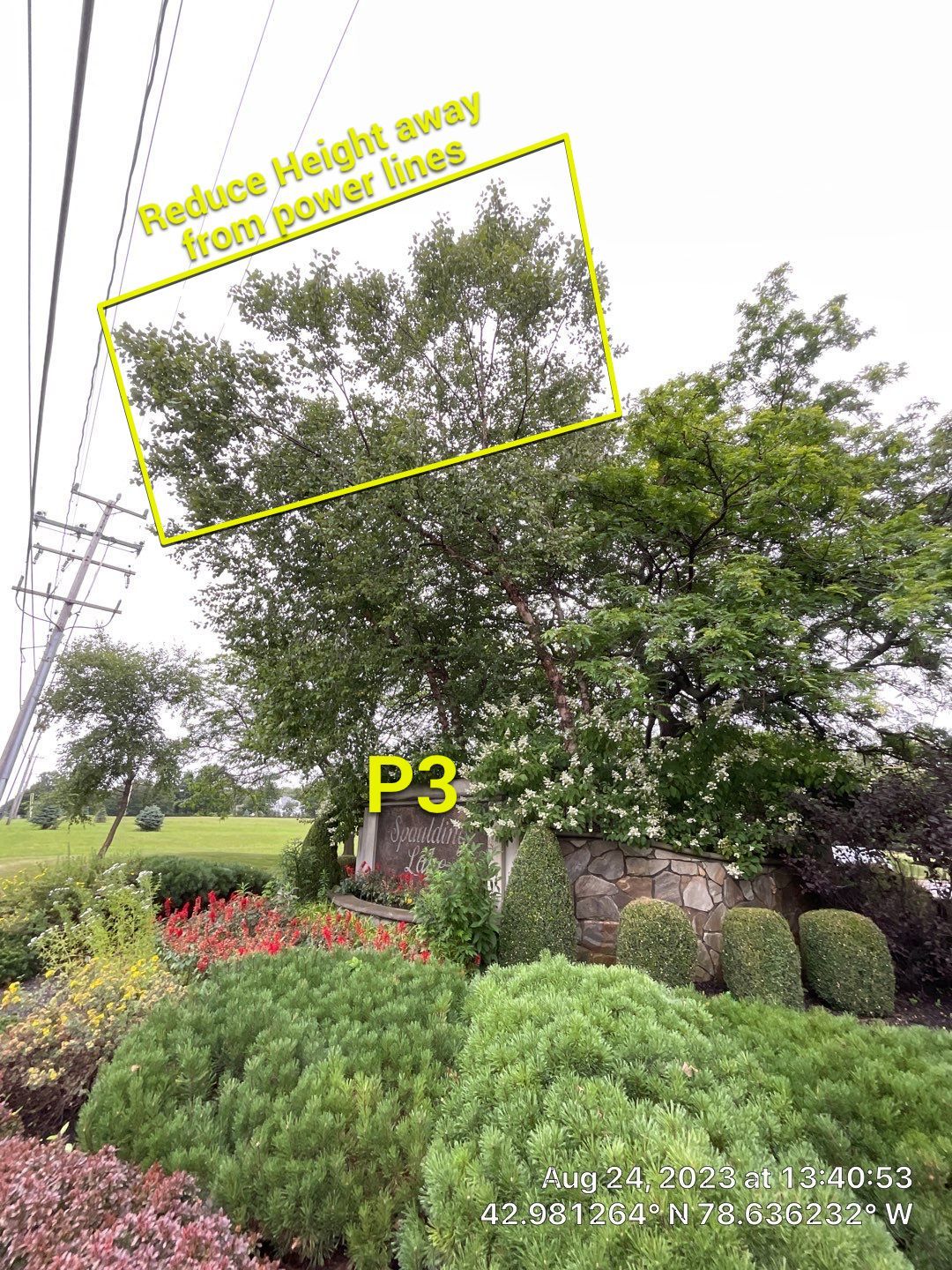 Tree Removal and Pruning by Treeman Tom LLC