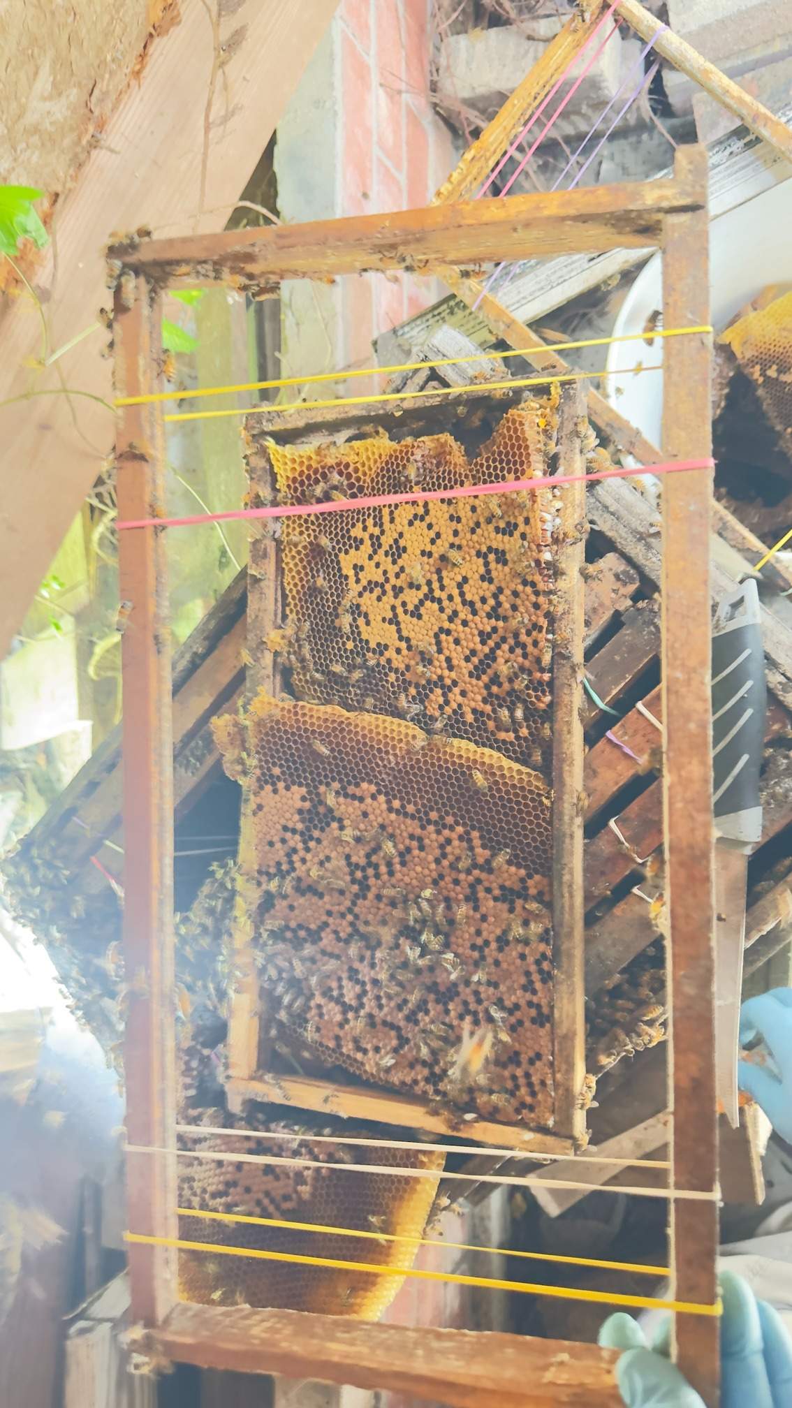 Open Air Garage Beesli by Rockwall Honey Bee Company