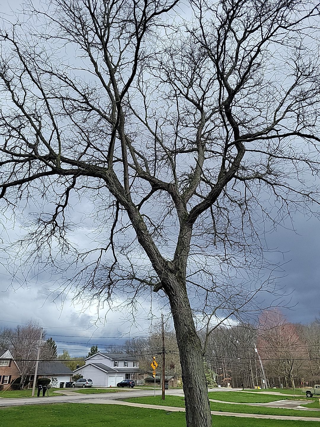 Tree Trimming using Tree Pruing by Mike Jones & Sons Tree Service LLC 