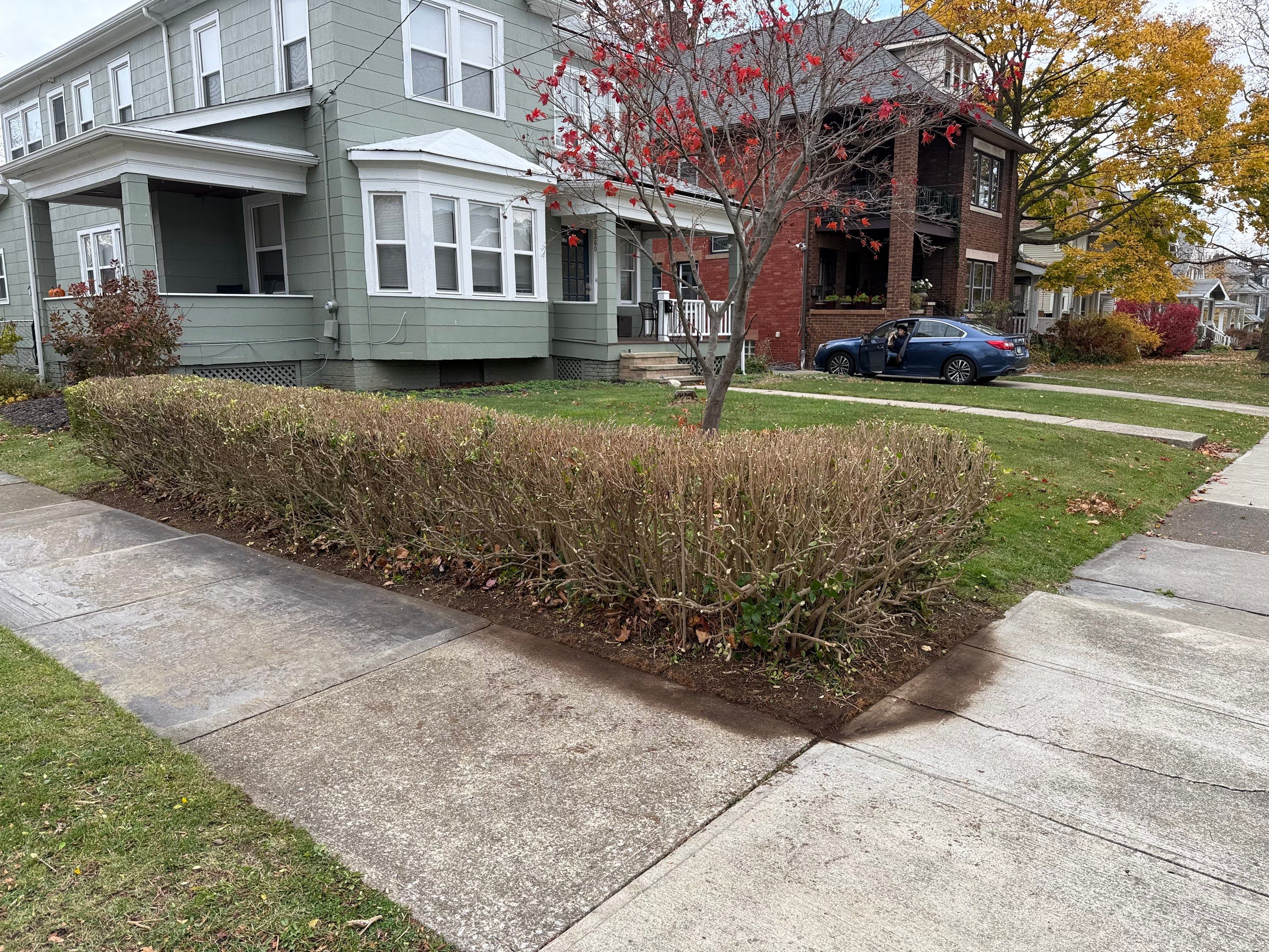 Hedge Shaping Maintenance by Elm Rose Gardens