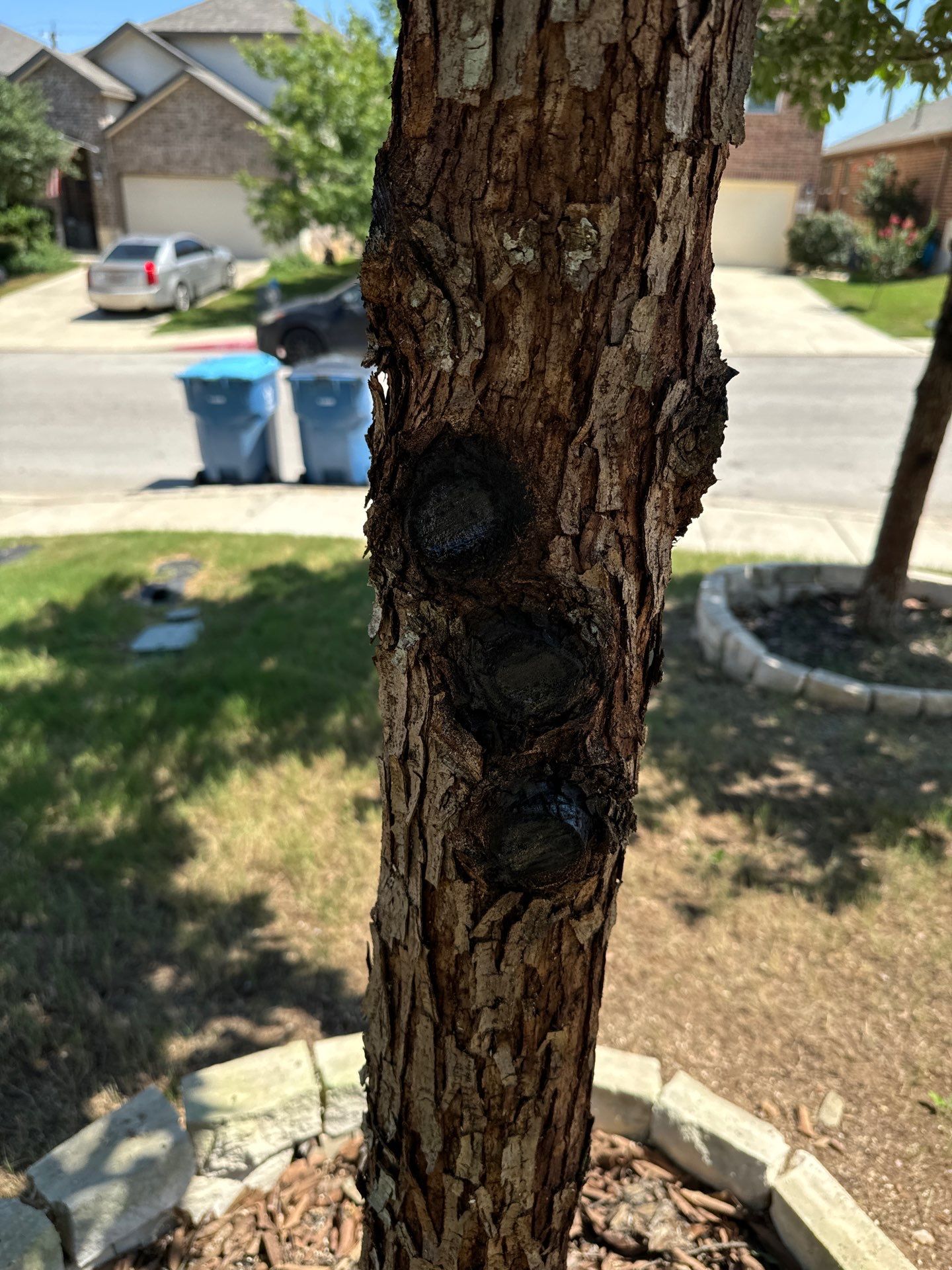 Wortham Oaks - San Antonio, TX by Hole In One Lawns, LLC