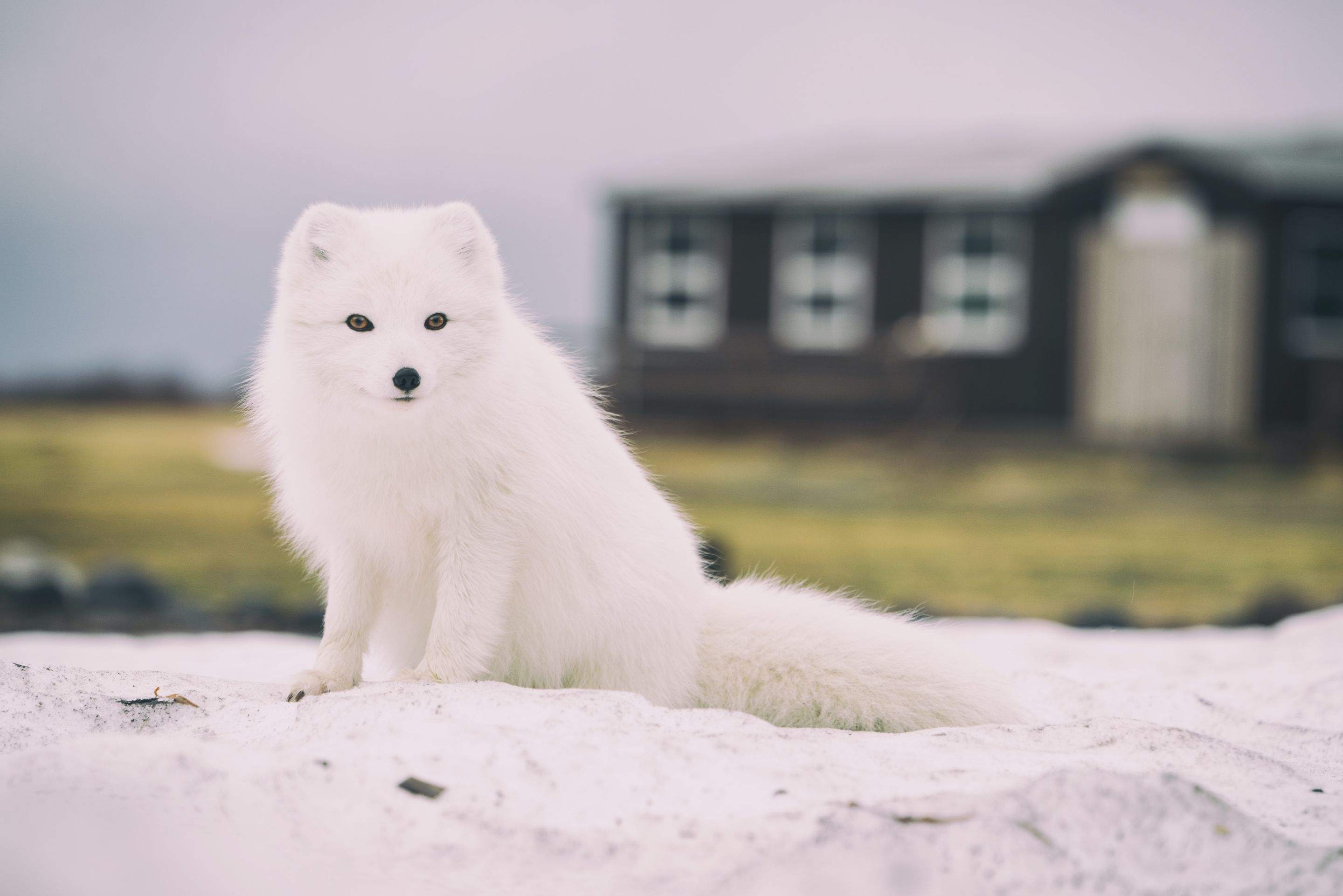 Animals using Ruby by CompanyCam