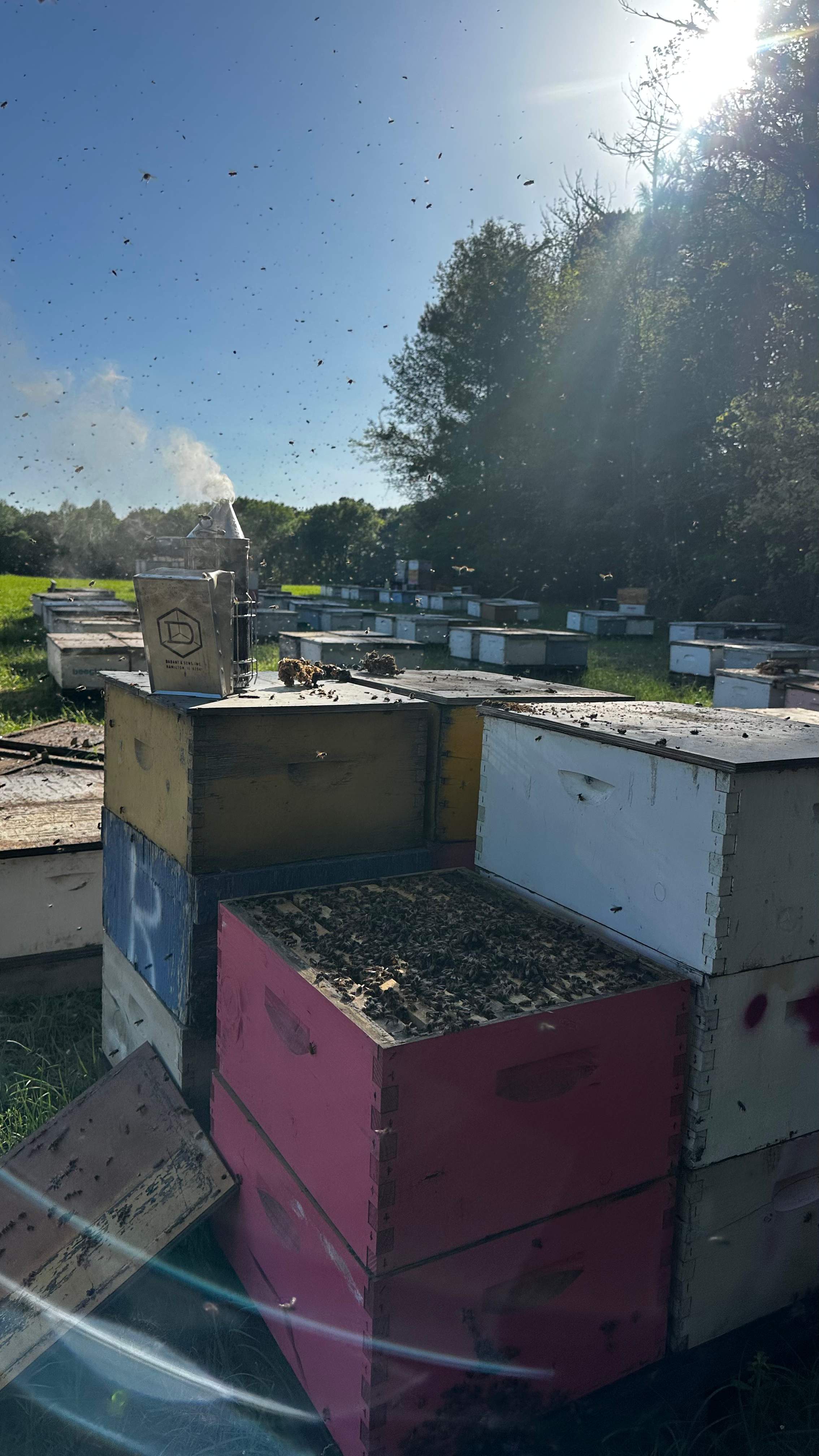 Traylor's Hay Meadow Apiary by Rockwall Honey Bee Company