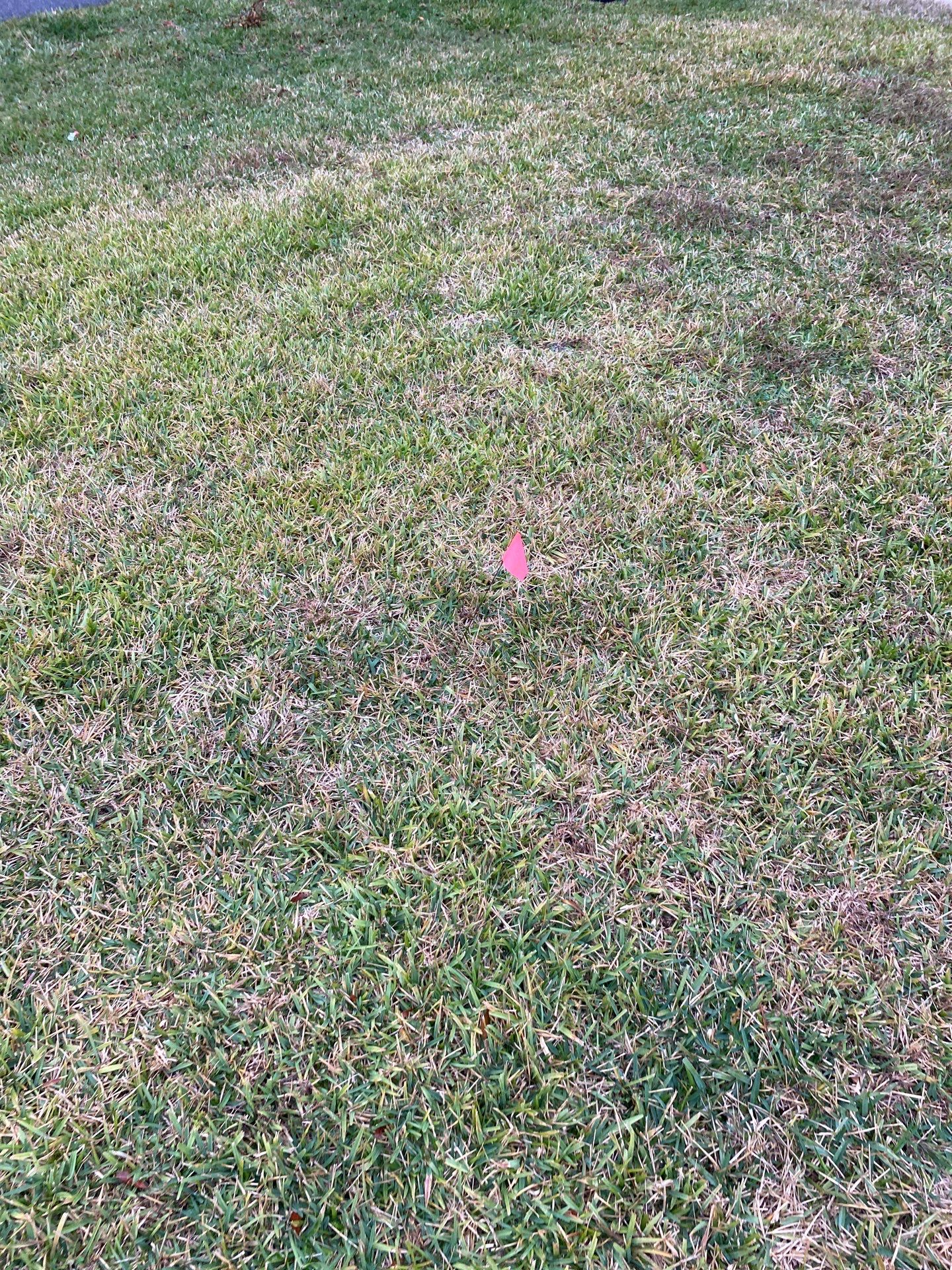 Deerwood | Live Oak Planting Project  by ProGreen Services